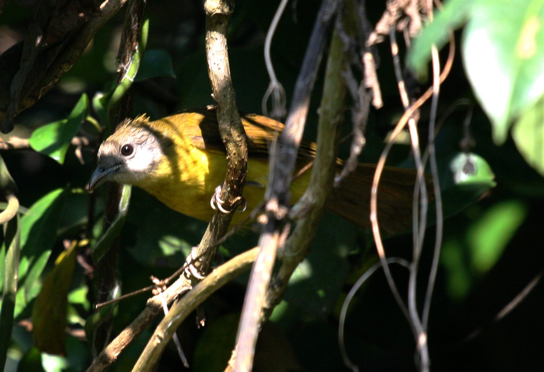 Pale-faced Bulbul — Borneo wildlife, book, free download, jungle tour, bird, bird tour