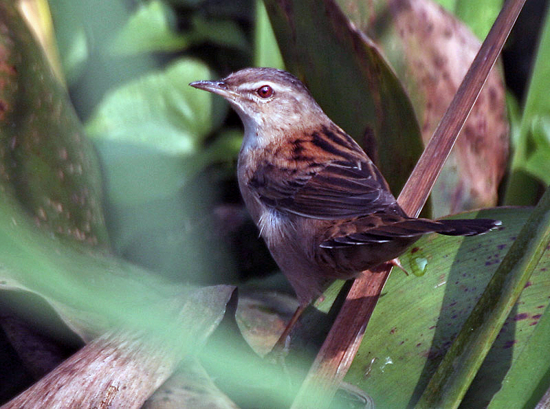 Pallas's Grasshopper Warbler — Borneo wildlife, book, free download, jungle tour, bird, bird tour