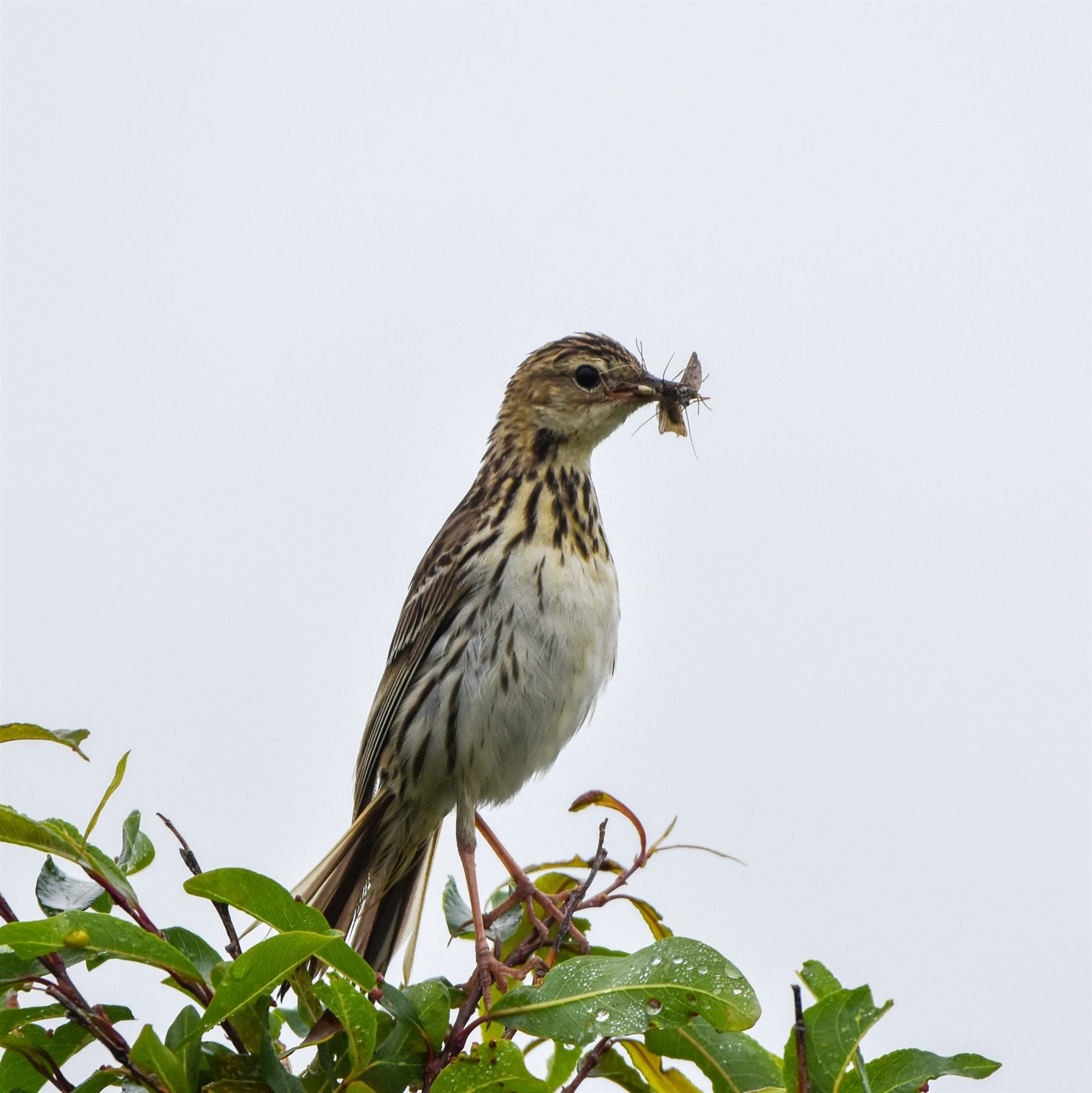 Pechora Pipit — Borneo wildlife, book, free download, jungle tour, bird, bird tour