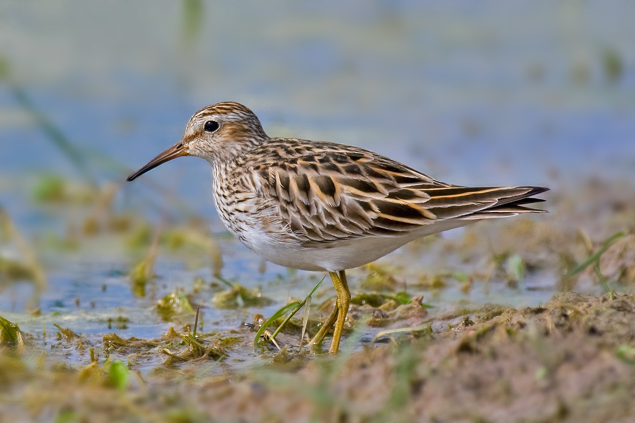 Pectoral Sandpiper — Borneo wildlife, book, free download, jungle tour, bird, bird tour