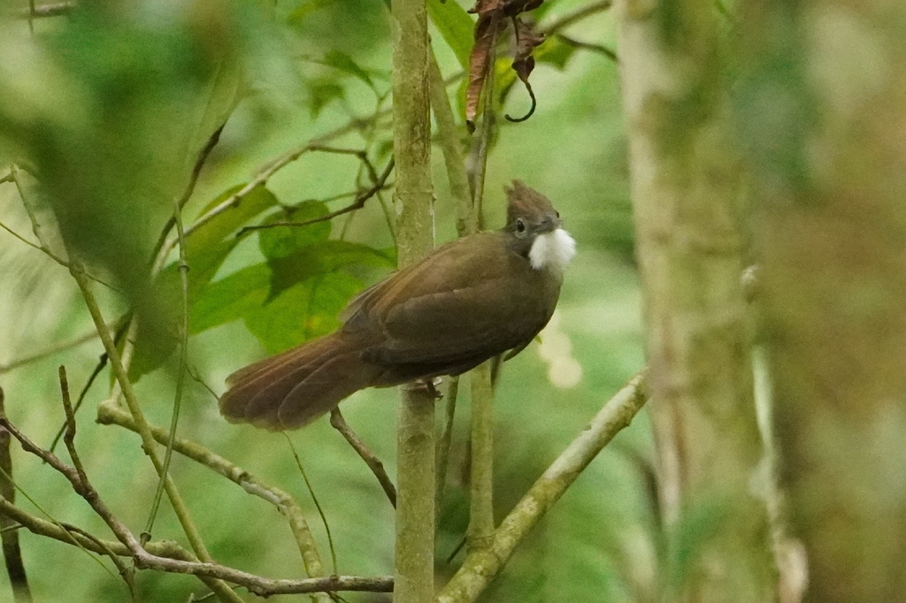 Penan Bulbul — Borneo wildlife, book, free download, jungle tour, bird, bird tour