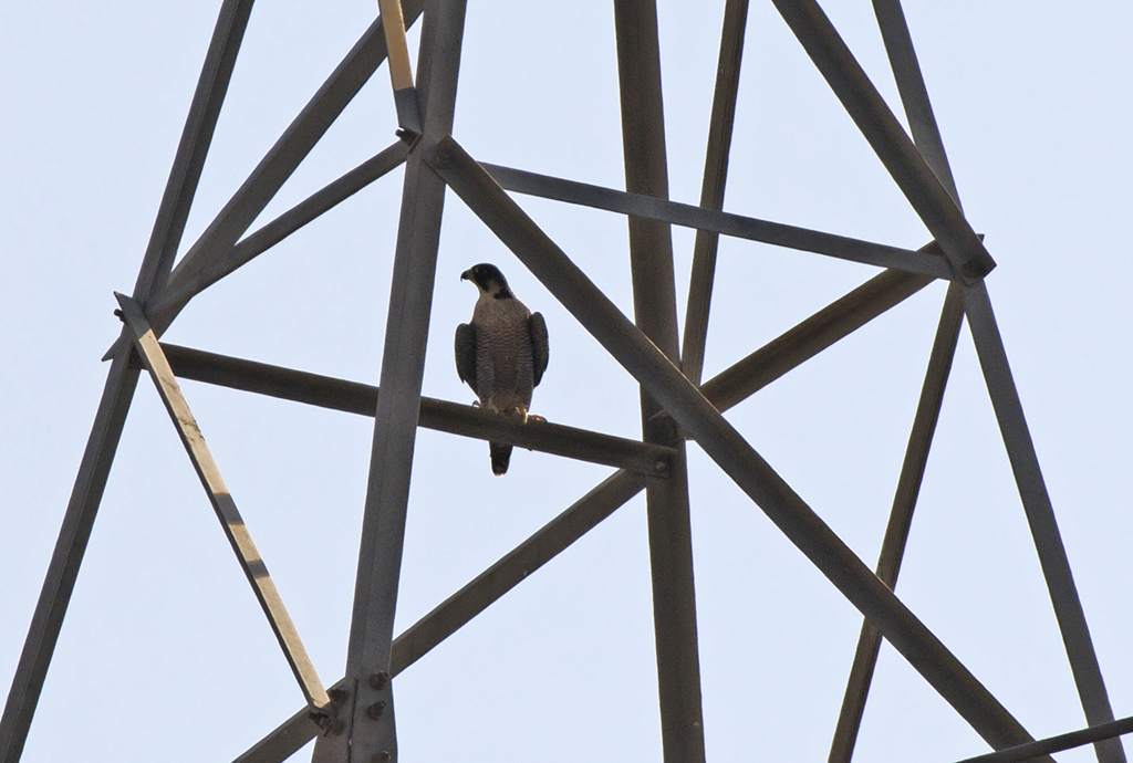 Peregrine Falcon — Borneo wildlife, book, free download, jungle tour, bird, bird tour