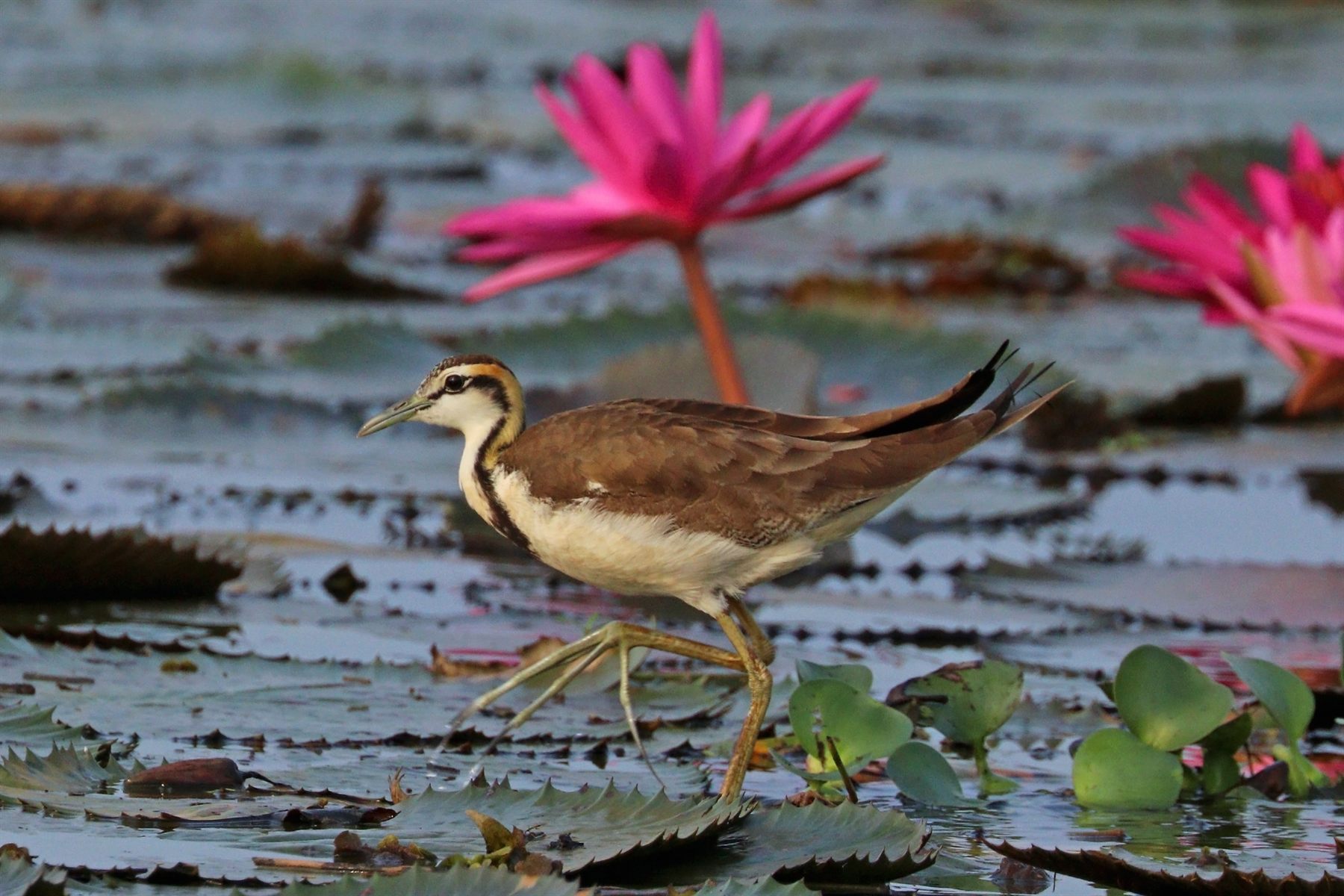Pheasant-tailed Jacana — Borneo wildlife, book, free download, jungle tour, bird, bird tour