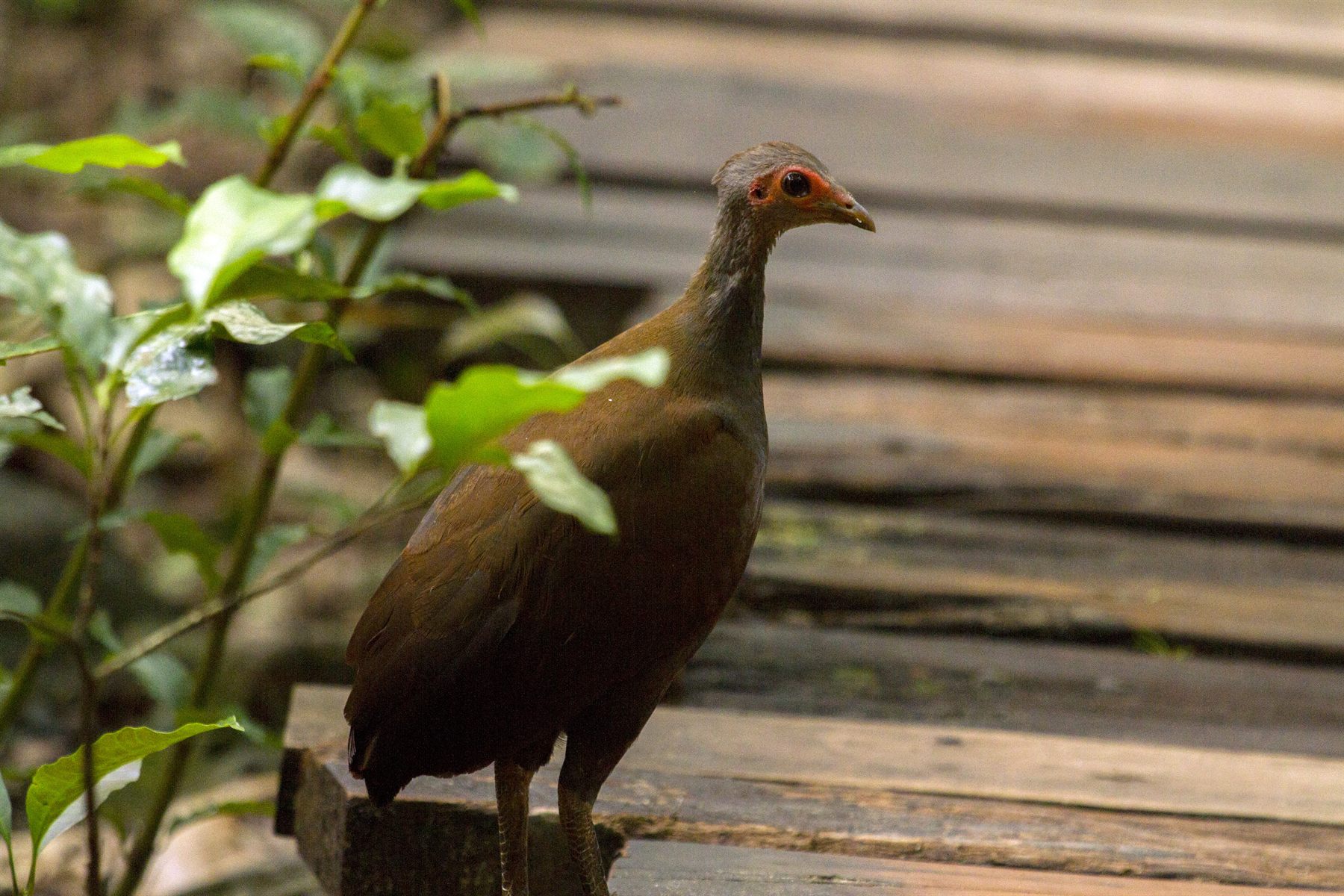 Philippine Megapode — Borneo wildlife, book, free download, jungle tour, bird, bird tour