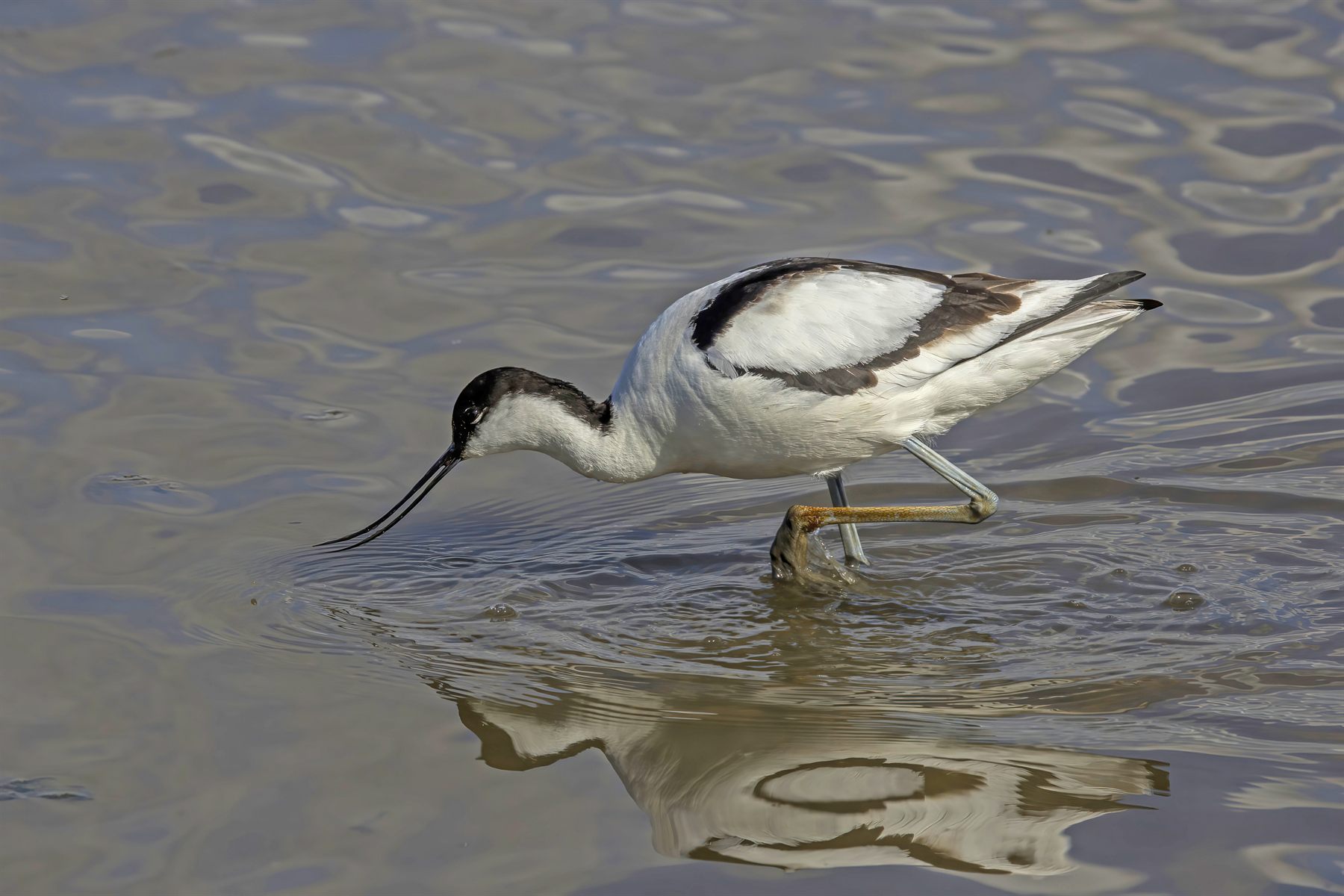Pied Avocet — Borneo wildlife, book, free download, jungle tour, bird, bird tour