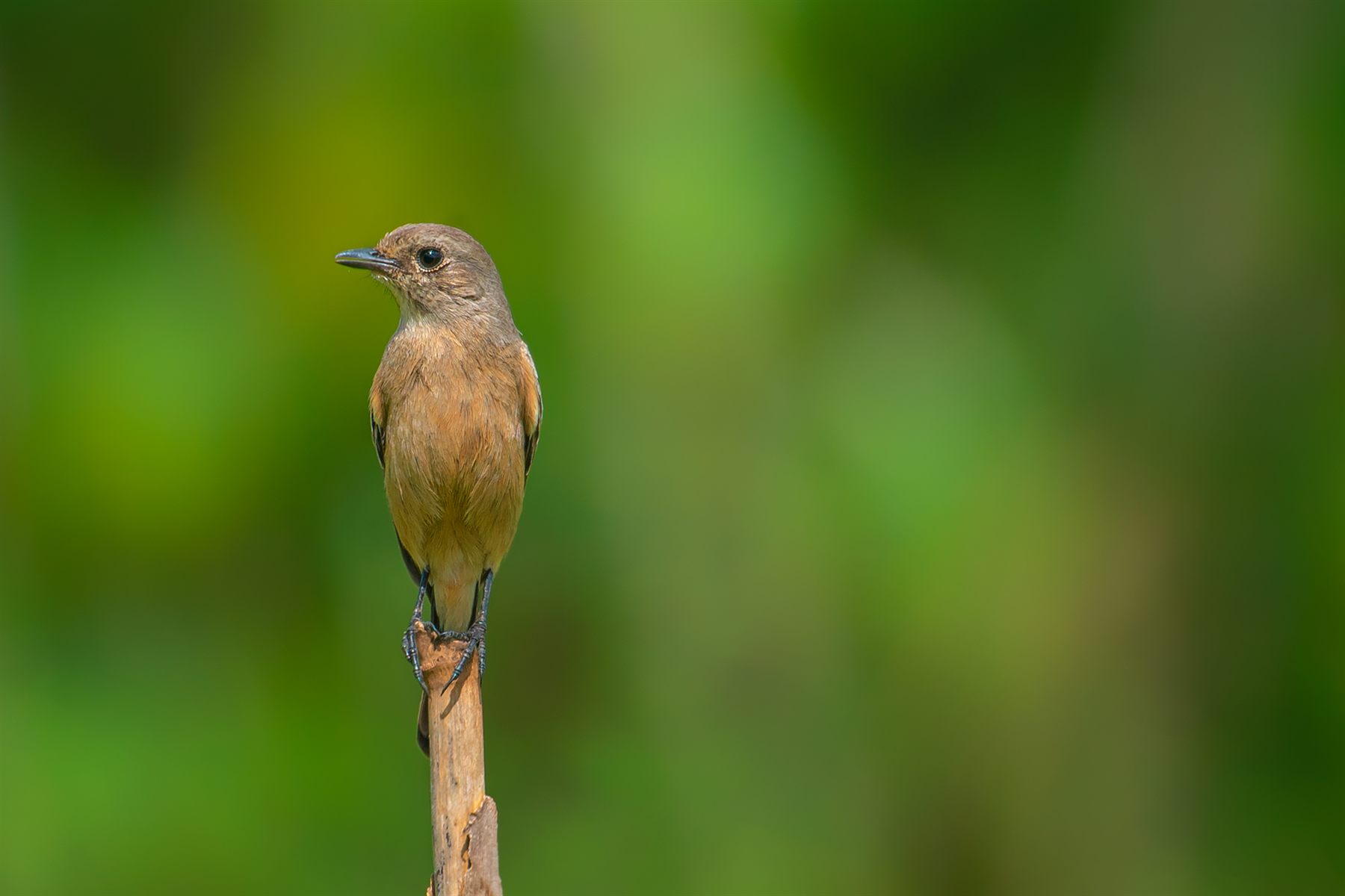 Pied Bushchat — Borneo wildlife, book, free download, jungle tour, bird, bird tour