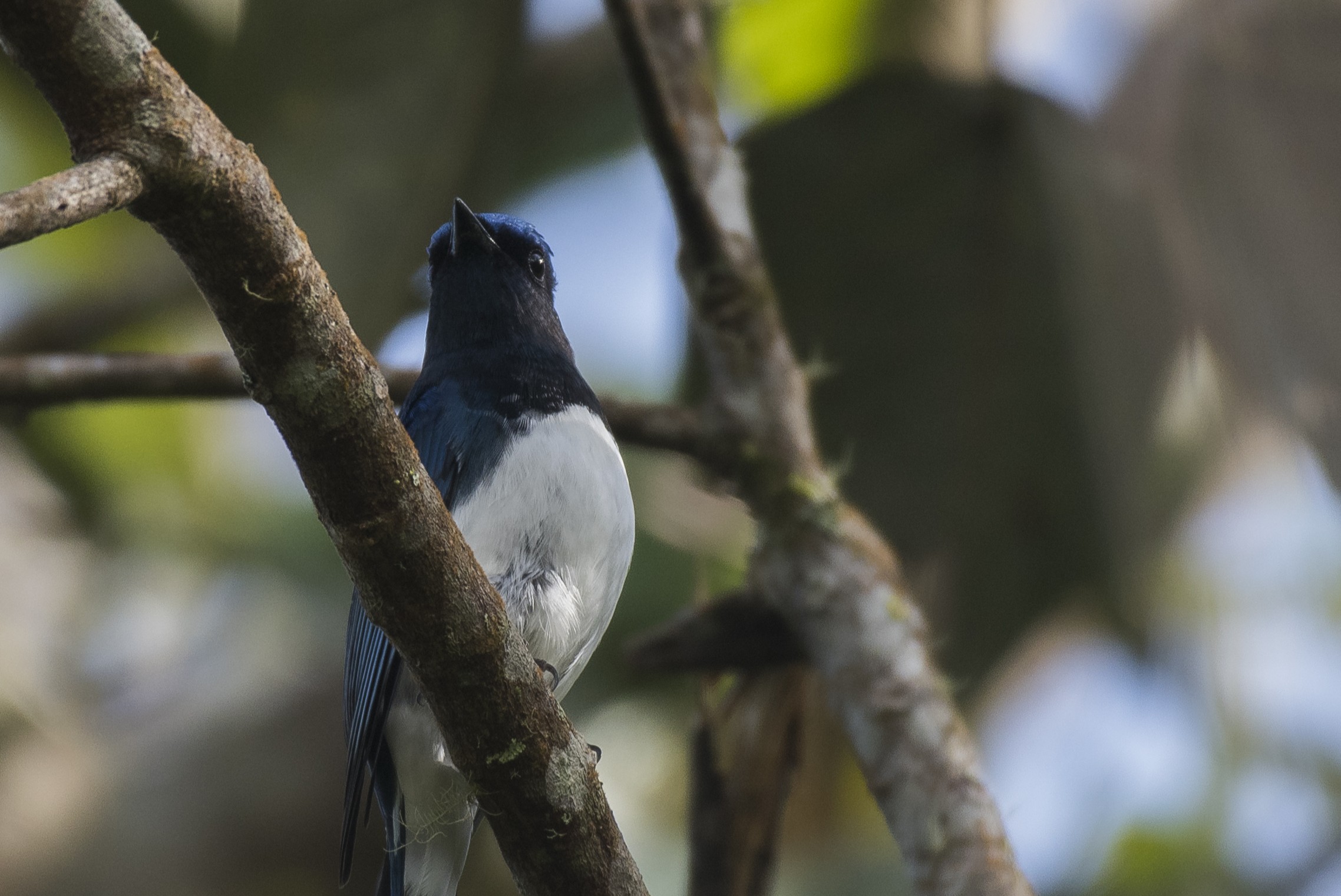 Malaysian Pied-Fantail — Borneo wildlife, book, free download, jungle tour, bird, bird tour
