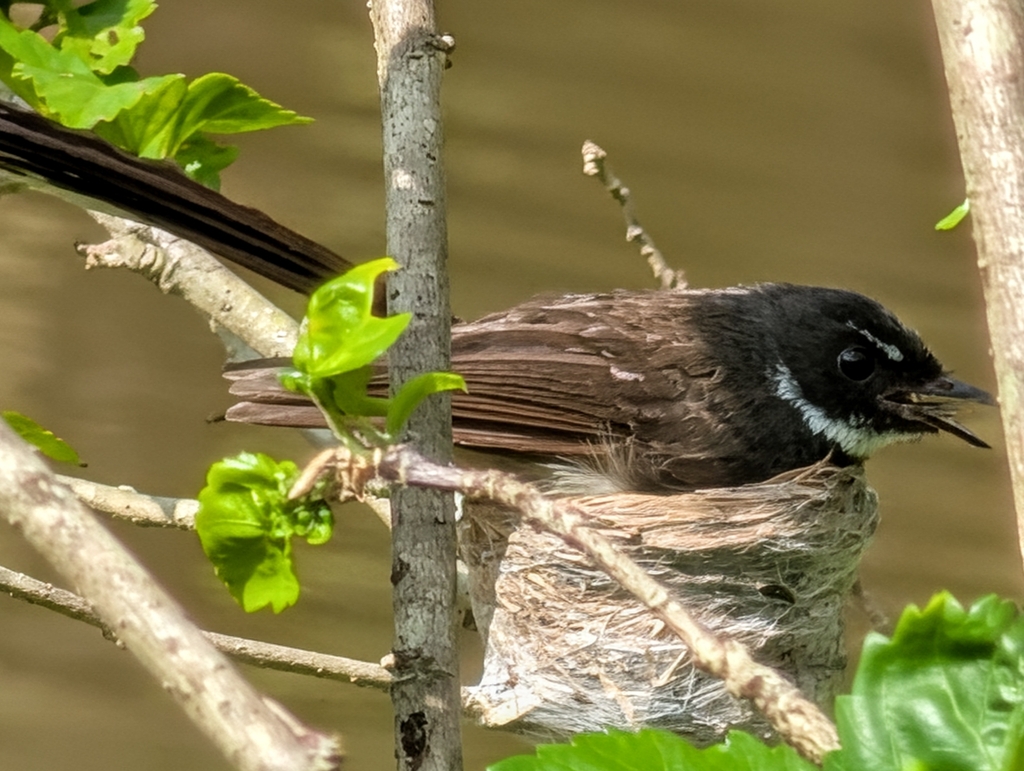 Malaysian Pied-Fantail — Borneo wildlife, book, free download, jungle tour, bird, bird tour