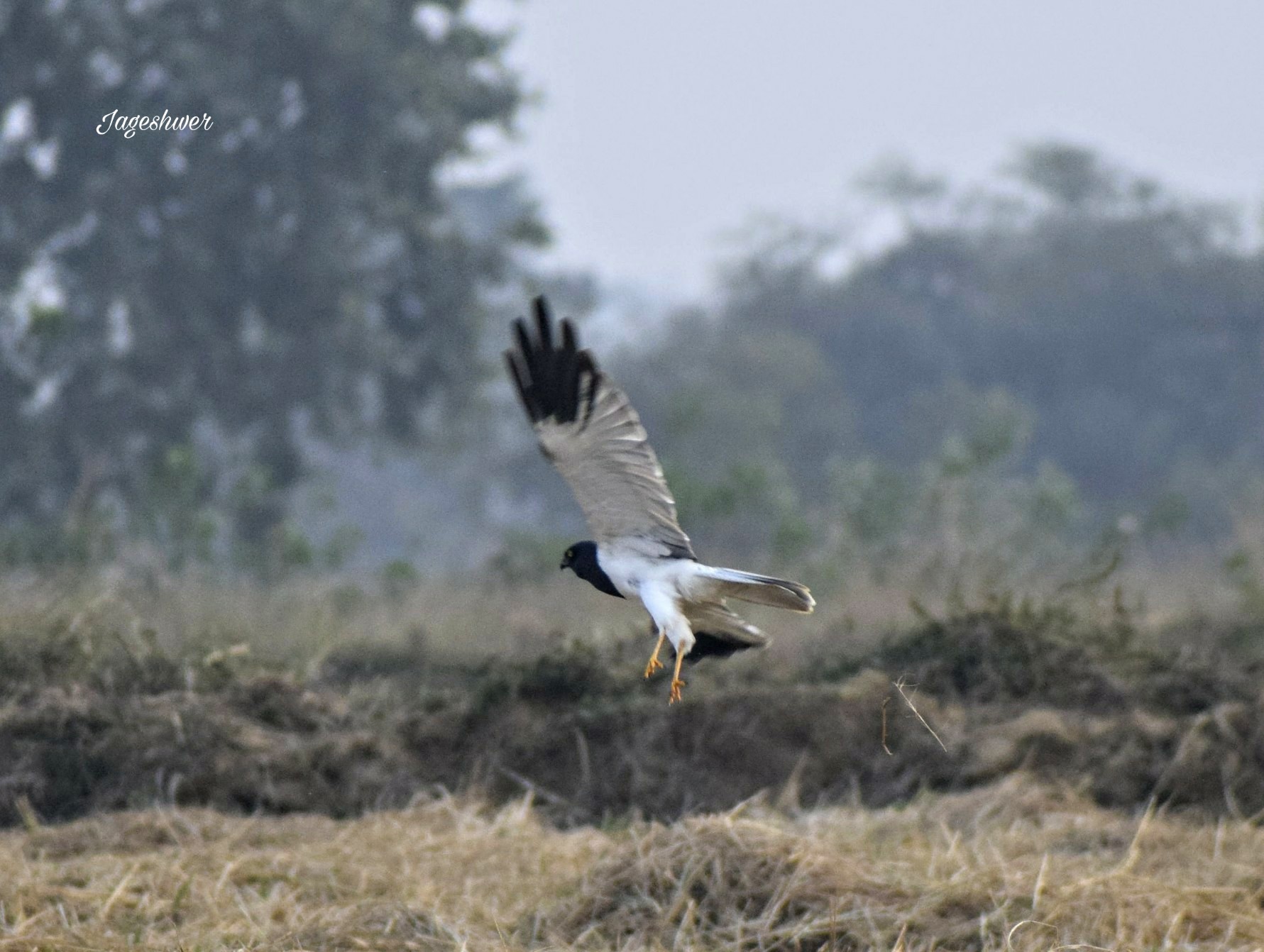Pied Harrier — Borneo wildlife, book, free download, jungle tour, bird, bird tour