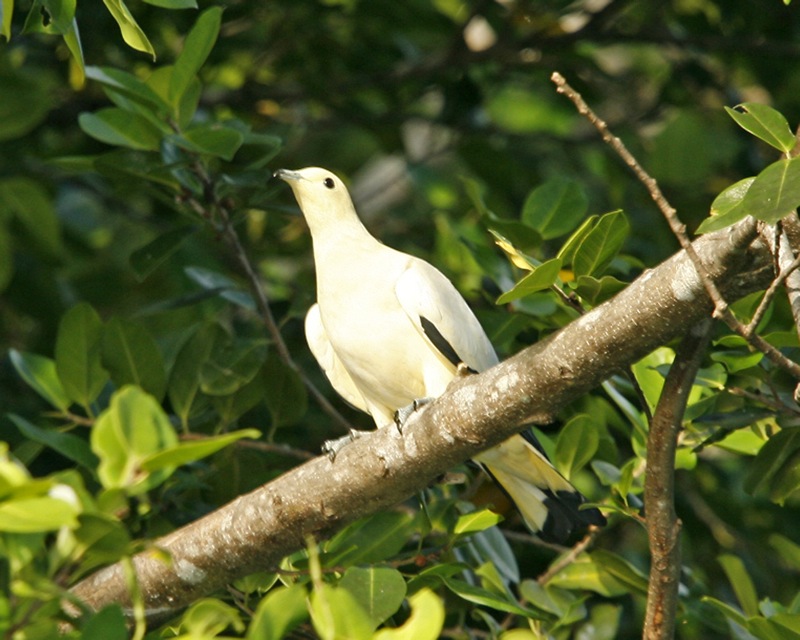 Pied Imperial-Pigeon — Borneo wildlife, book, free download, jungle tour, bird, bird tour