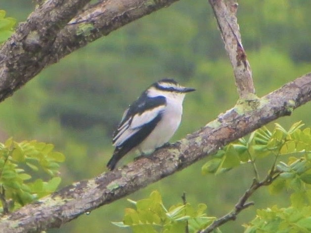 Pied Triller — Borneo wildlife, book, free download, jungle tour, bird, bird tour