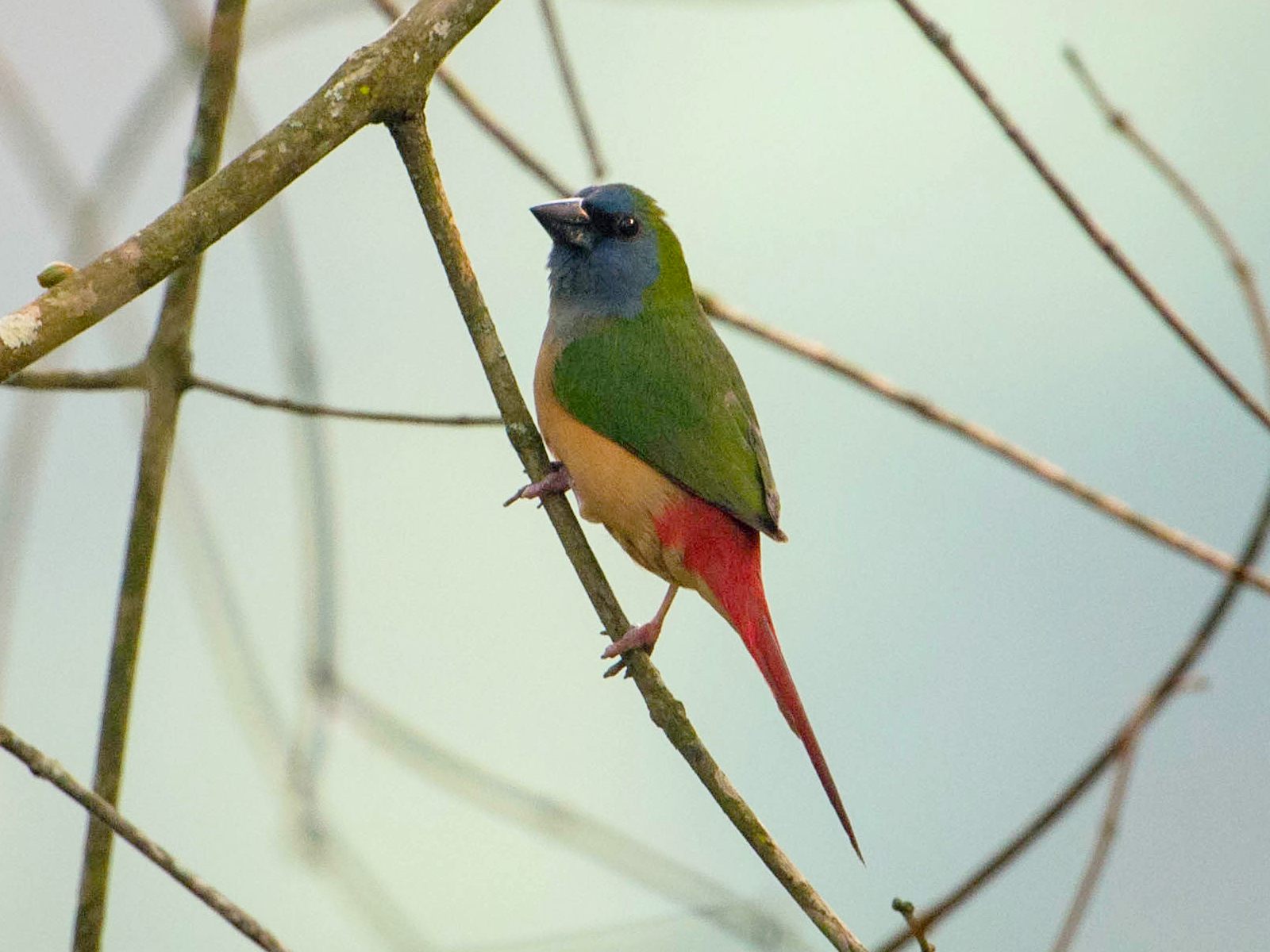 Pin-tailed Parrotfinch — Borneo wildlife, book, free download, jungle tour, bird, bird tour