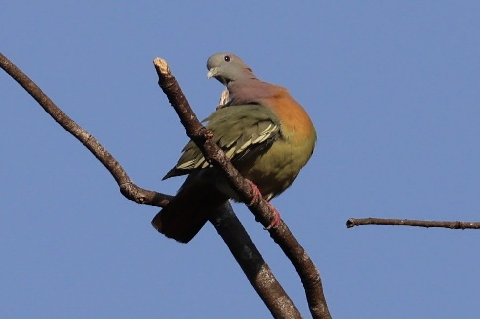 Pink-necked Green-Pigeon — Borneo wildlife, book, free download, jungle tour, bird, bird tour