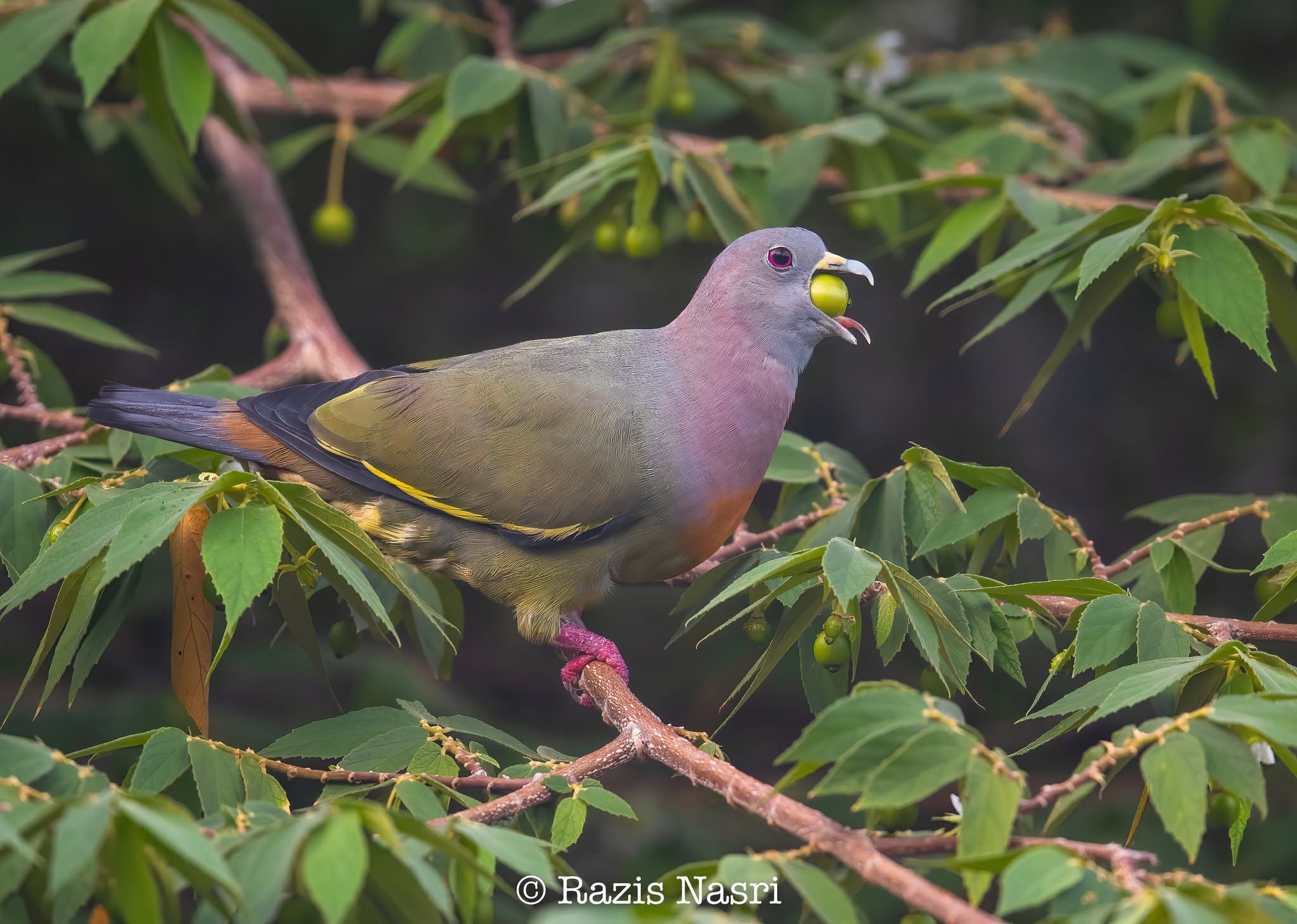 Pink-necked Green-Pigeon — Borneo wildlife, book, free download, jungle tour, bird, bird tour