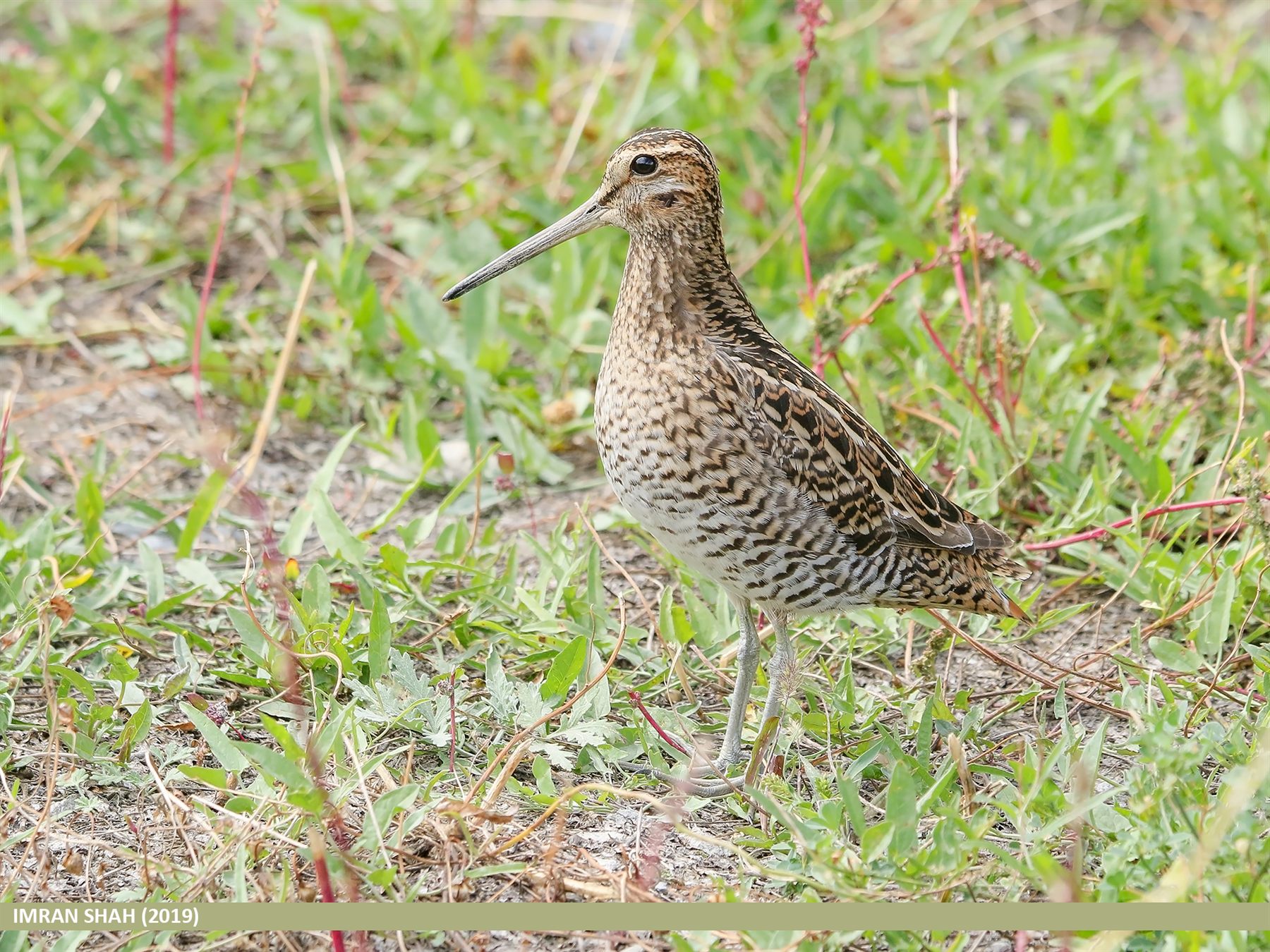 Pin-tailed Snipe — Borneo wildlife, book, free download, jungle tour, bird, bird tour