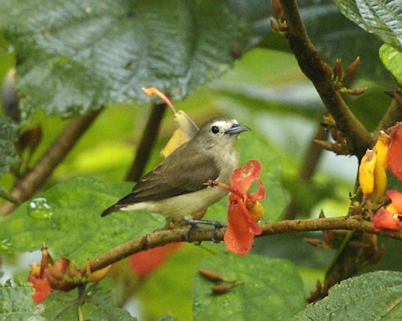 Plain Flowerpecker — Borneo wildlife, book, free download, jungle tour, bird, bird tour