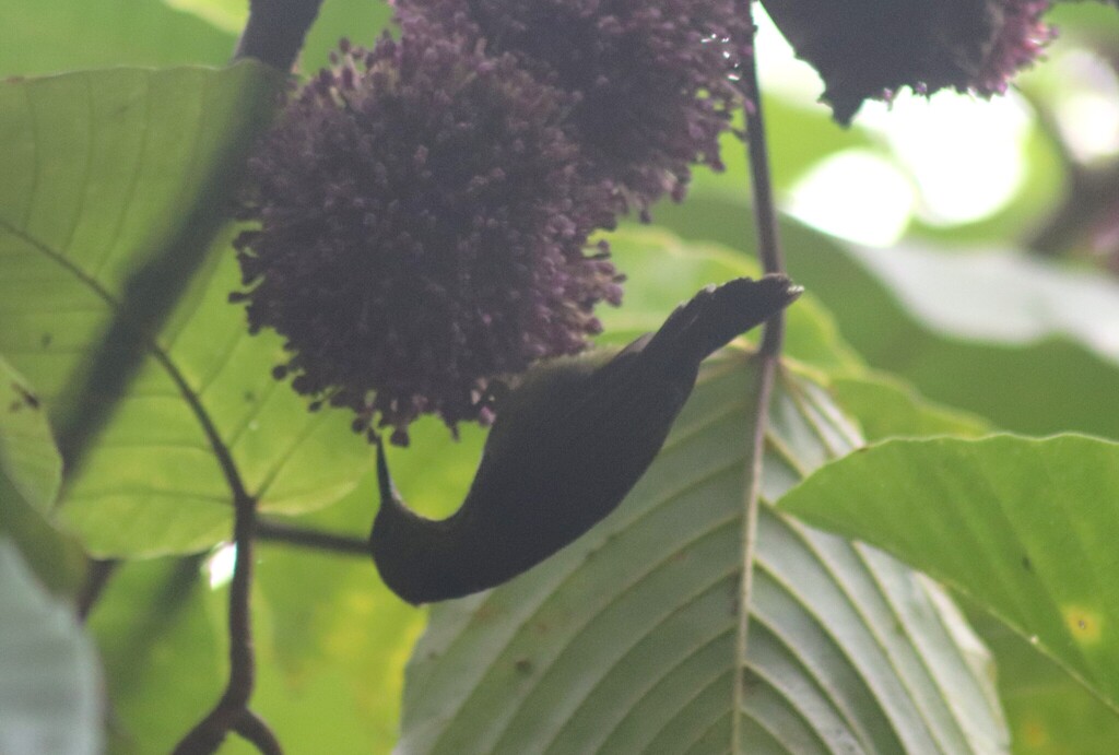 Plain Sunbird — Borneo wildlife, book, free download, jungle tour, bird, bird tour