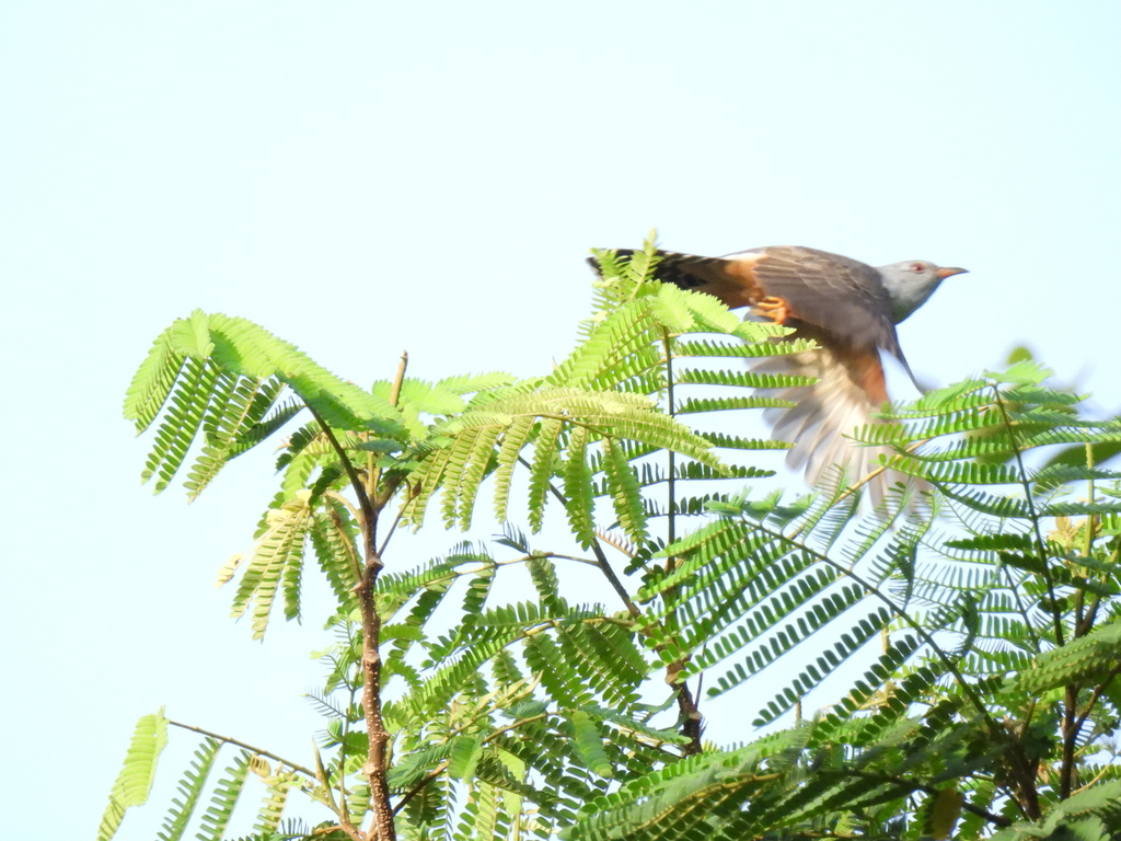 Plaintive Cuckoo — Borneo wildlife, book, free download, jungle tour, bird, bird tour
