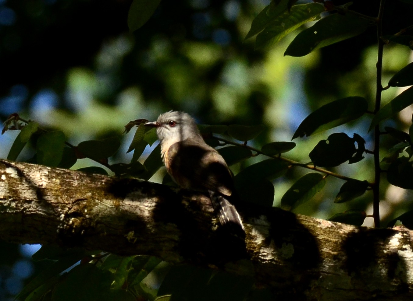 Plaintive Cuckoo — Borneo wildlife, book, free download, jungle tour, bird, bird tour