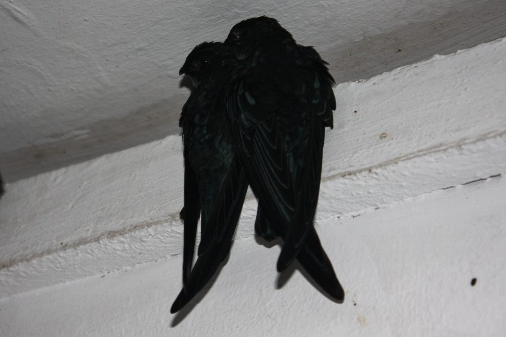Plume-toed Swiftlet — Borneo wildlife, book, free download, jungle tour, bird, bird tour