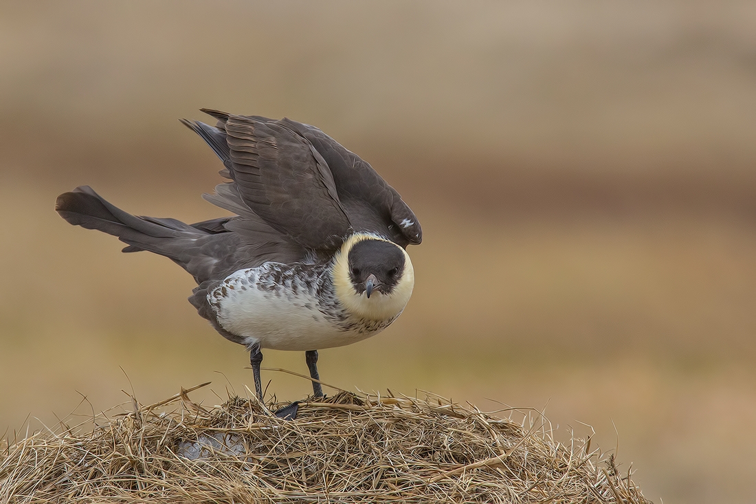 Pomarine Jaeger — Borneo wildlife, book, free download, jungle tour, bird, bird tour