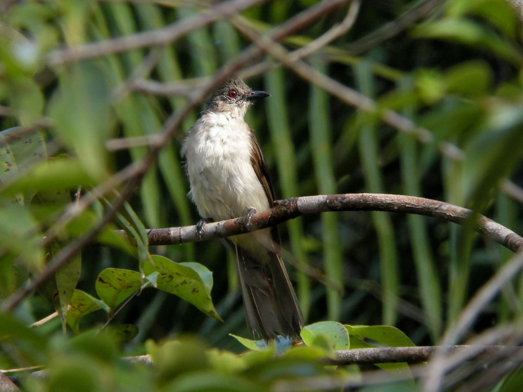 Puff-backed Bulbul — Borneo wildlife, book, free download, jungle tour, bird, bird tour