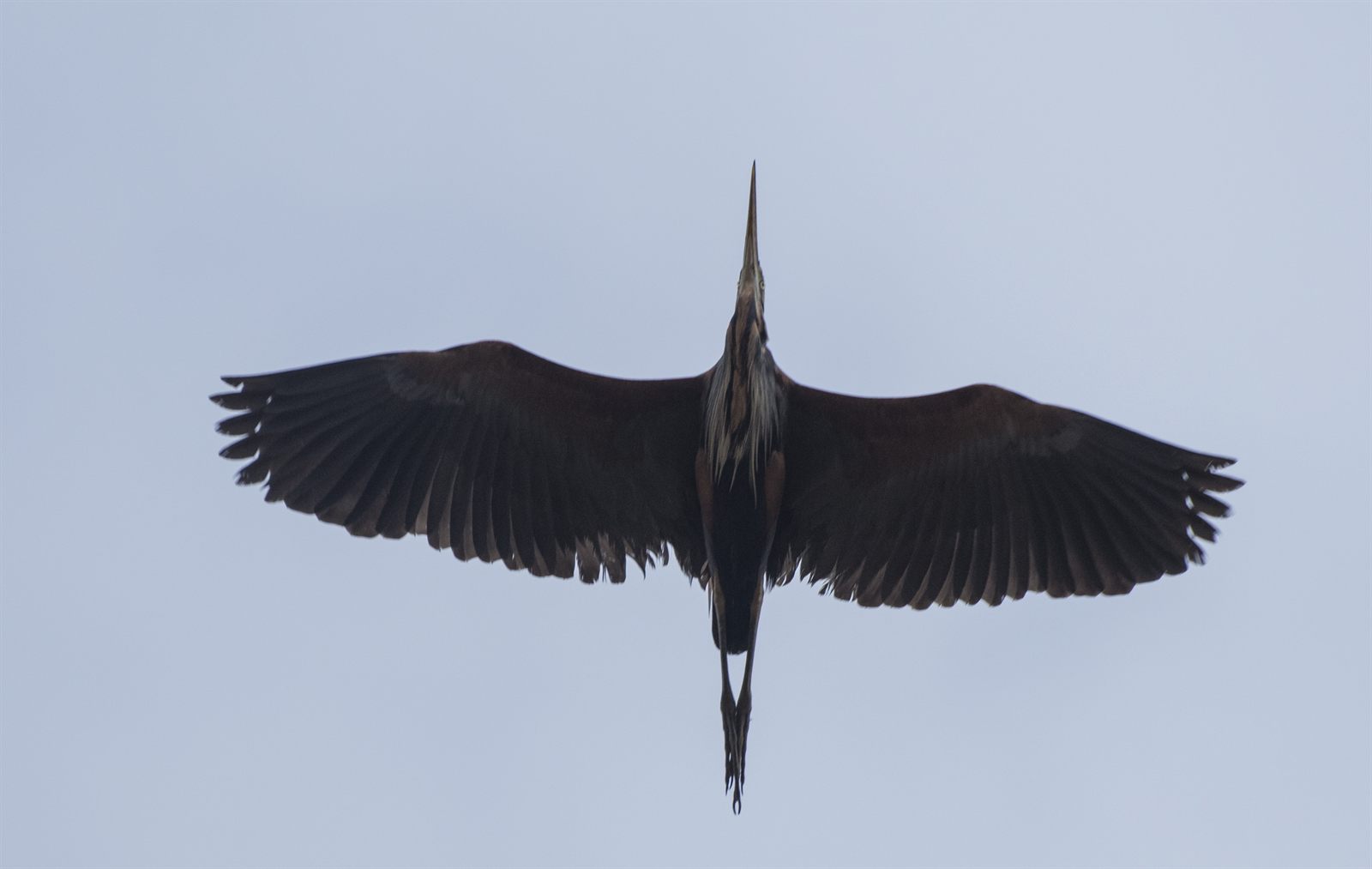 Purple Heron — Borneo wildlife, book, free download, jungle tour, bird, bird tour