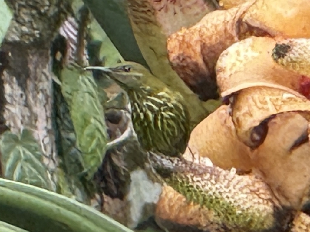 Purple-naped Spiderhunter — Borneo wildlife, book, free download, jungle tour, bird, bird tour