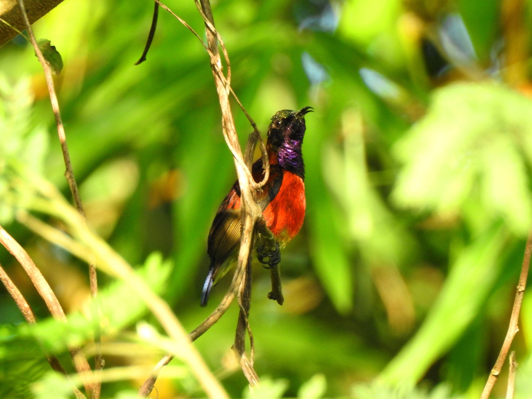 Purple-throated Sunbird — Borneo wildlife, book, free download, jungle tour, bird, bird tour
