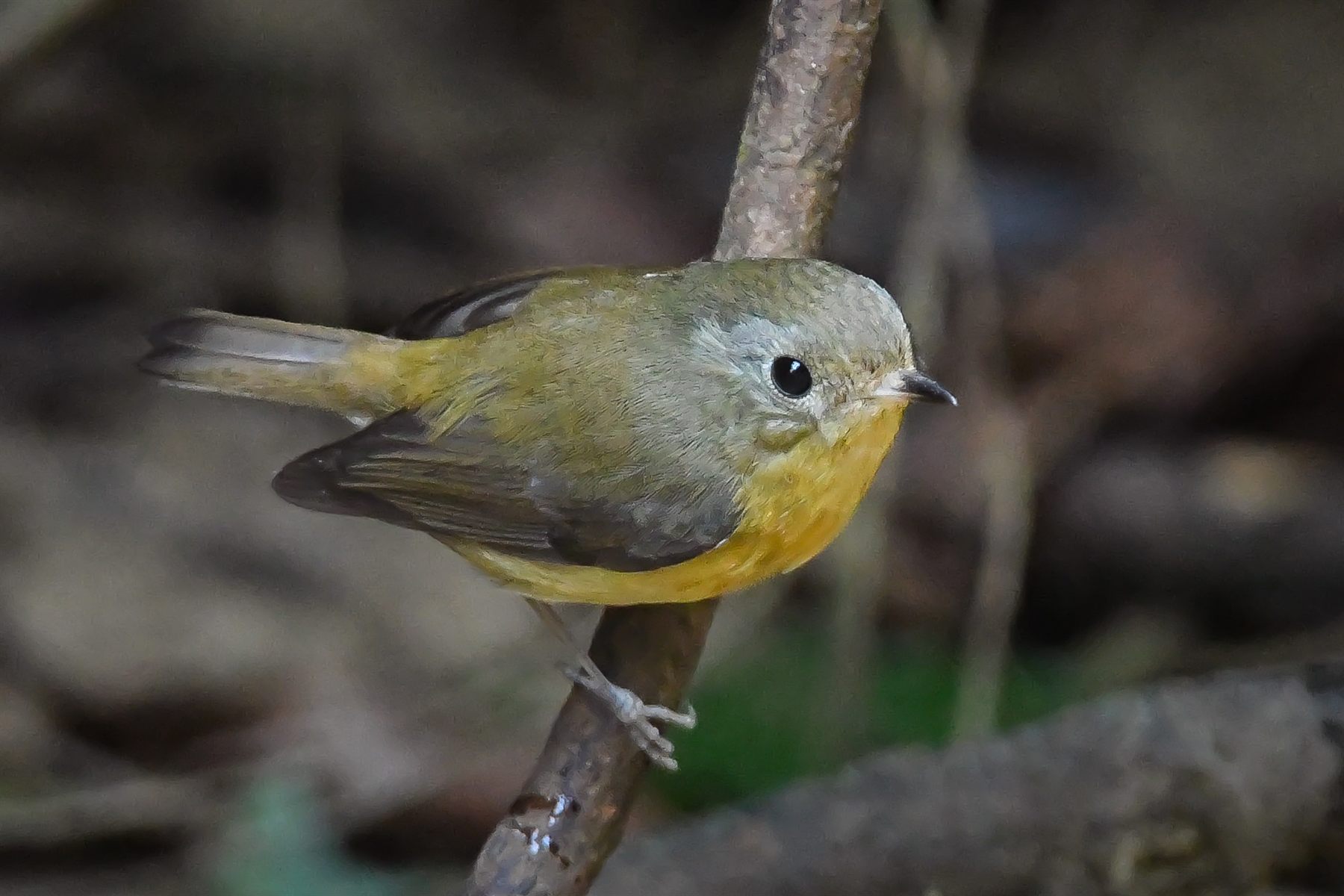 Pygmy Flycatcher — Borneo wildlife, book, free download, jungle tour, bird, bird tour