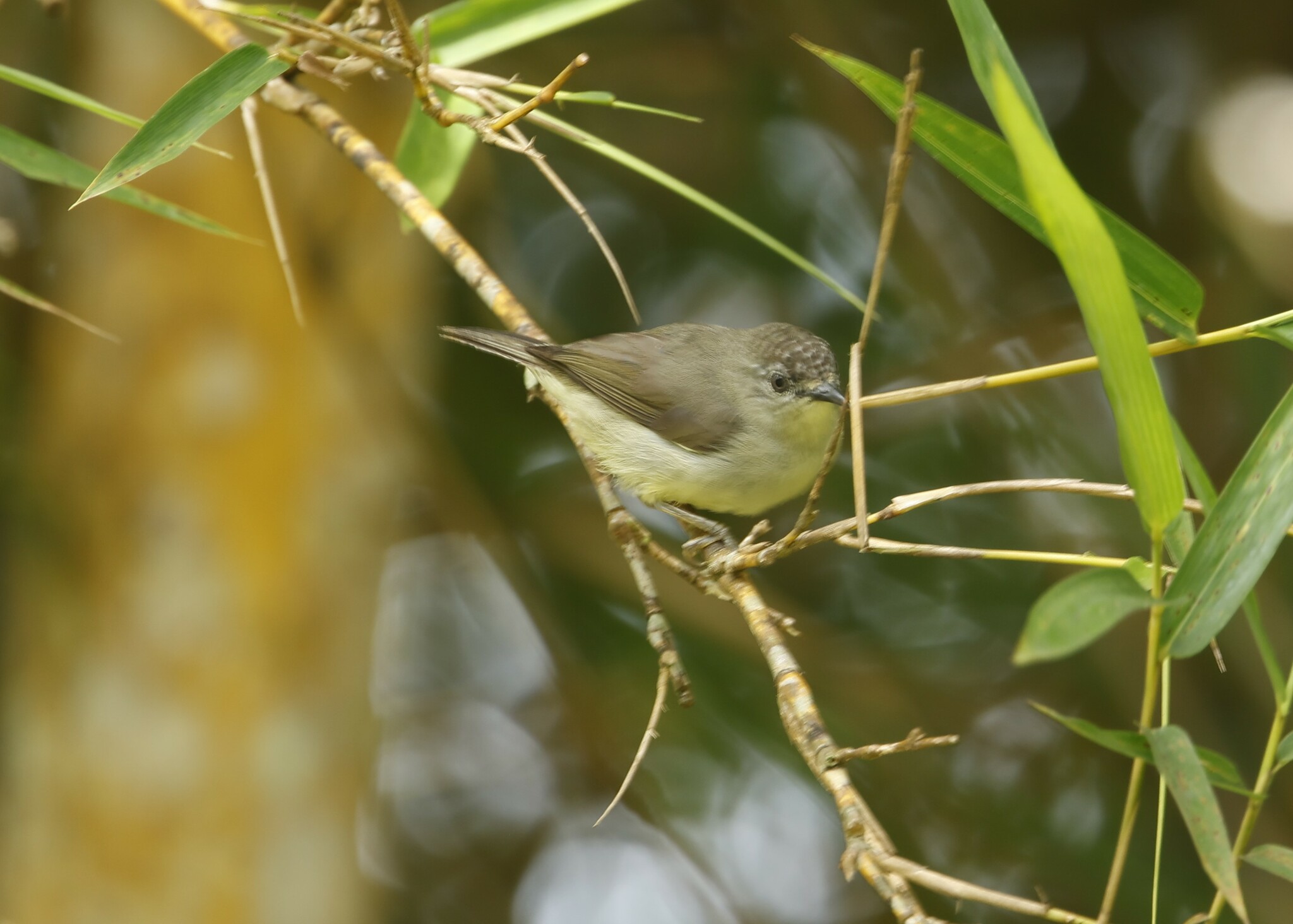 Pygmy Heleia — Borneo wildlife, book, free download, jungle tour, bird, bird tour