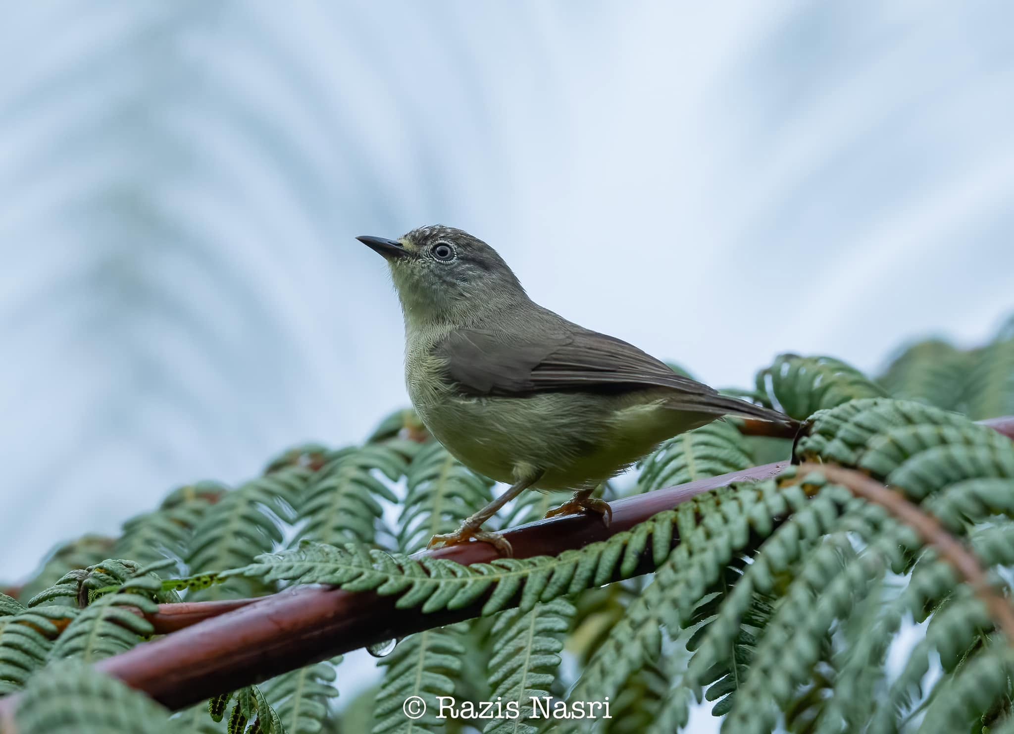Pygmy Heleia — Borneo wildlife, book, free download, jungle tour, bird, bird tour
