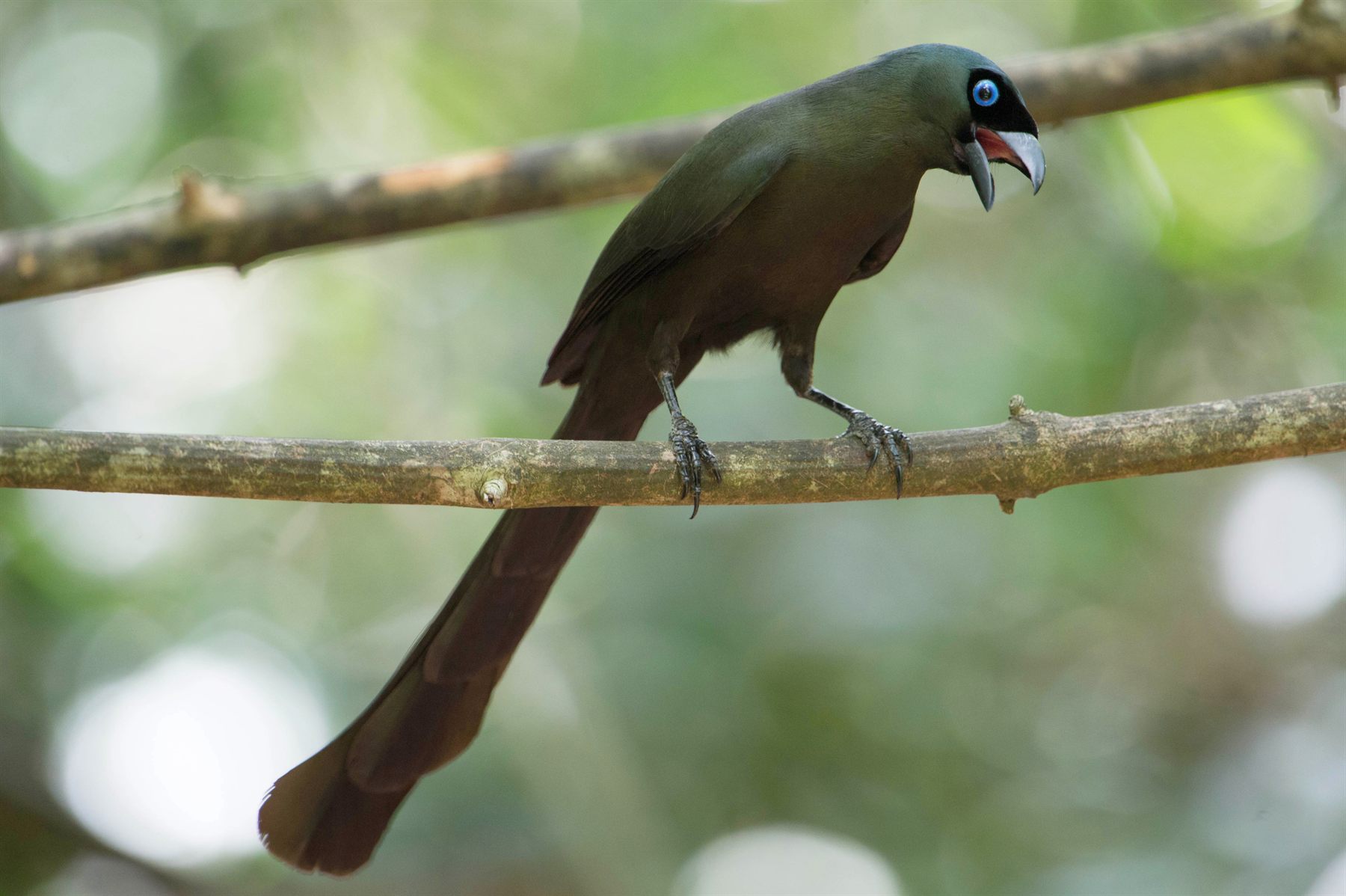 Racket-tailed Treepie — Borneo wildlife, book, free download, jungle tour, bird, bird tour