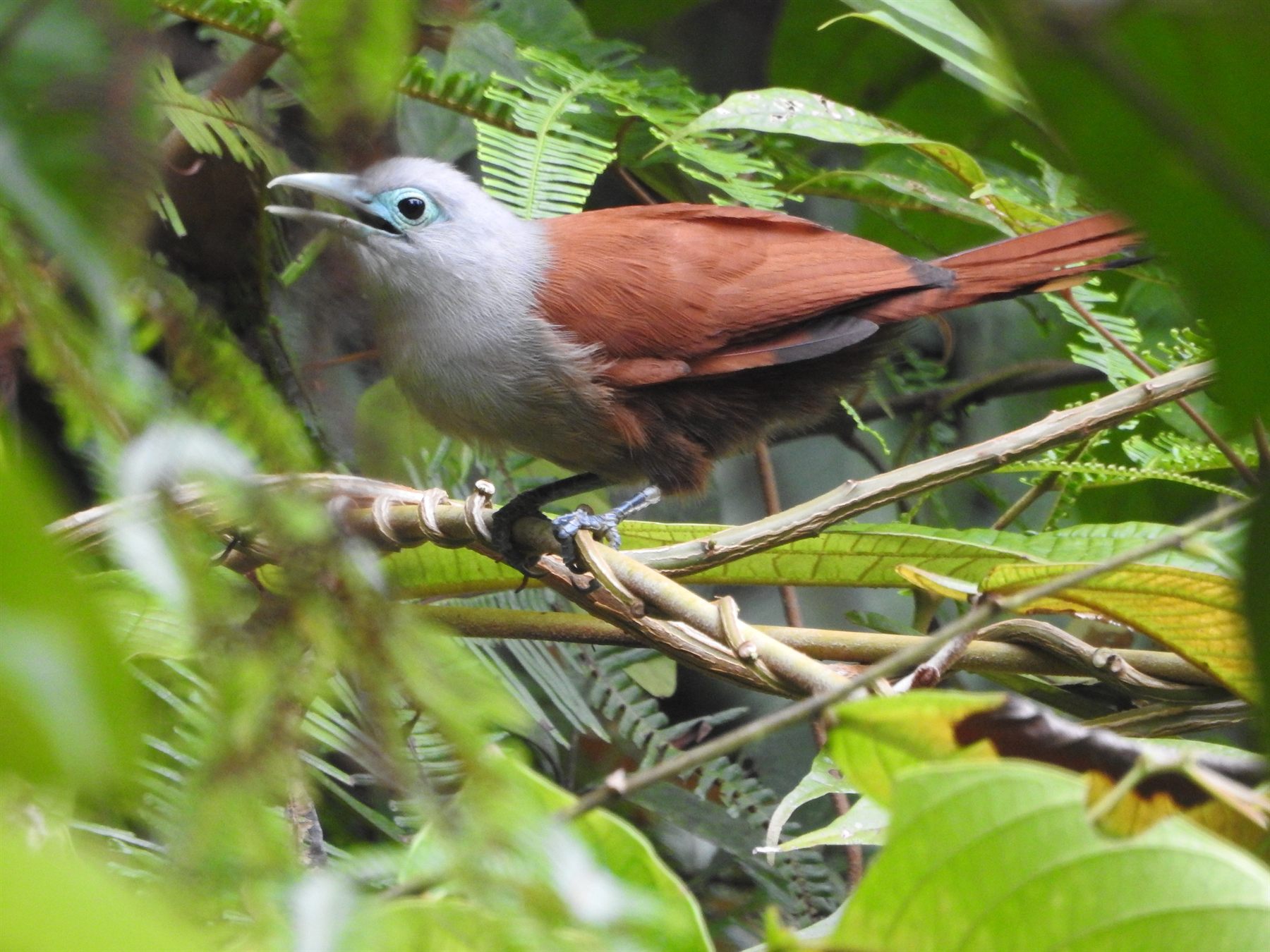 Raffles's Malkoha — Borneo wildlife, book, free download, jungle tour, bird, bird tour