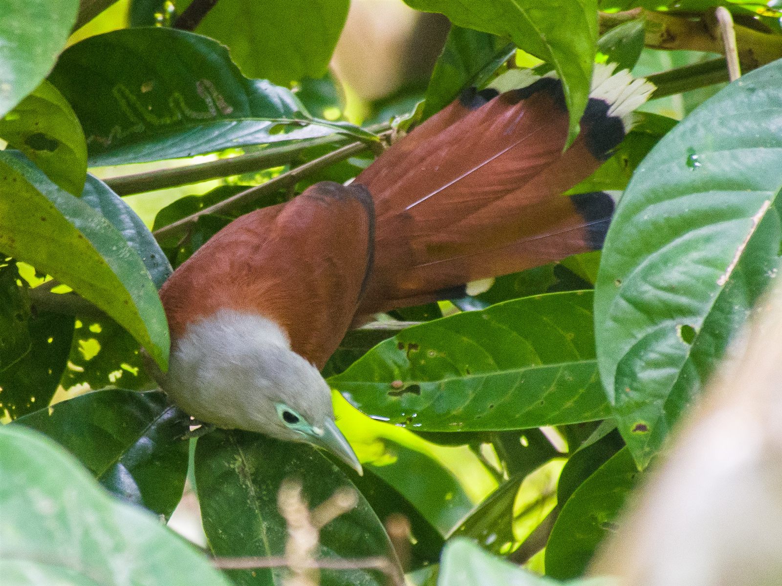 Raffles's Malkoha — Borneo wildlife, book, free download, jungle tour, bird, bird tour