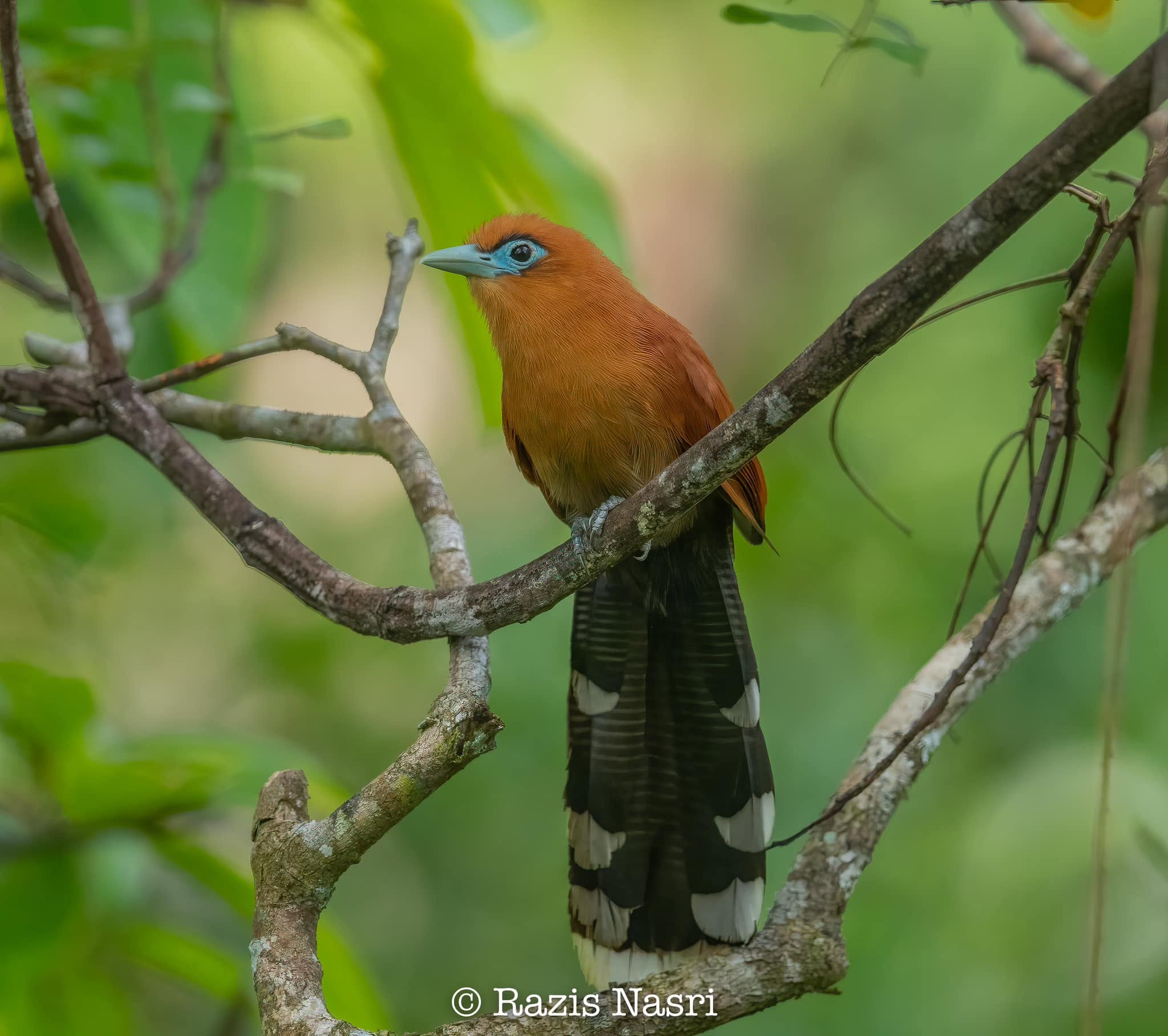 Raffles's Malkoha — Borneo wildlife, book, free download, jungle tour, bird, bird tour