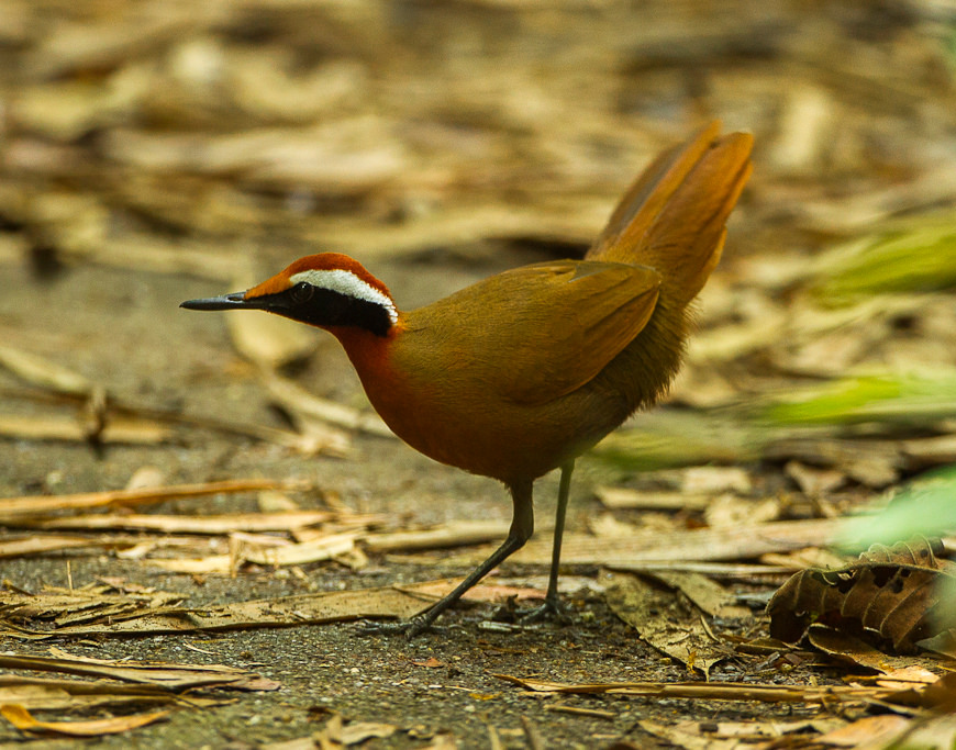 Malaysian Rail-babbler — Borneo wildlife, book, free download, jungle tour, bird, bird tour