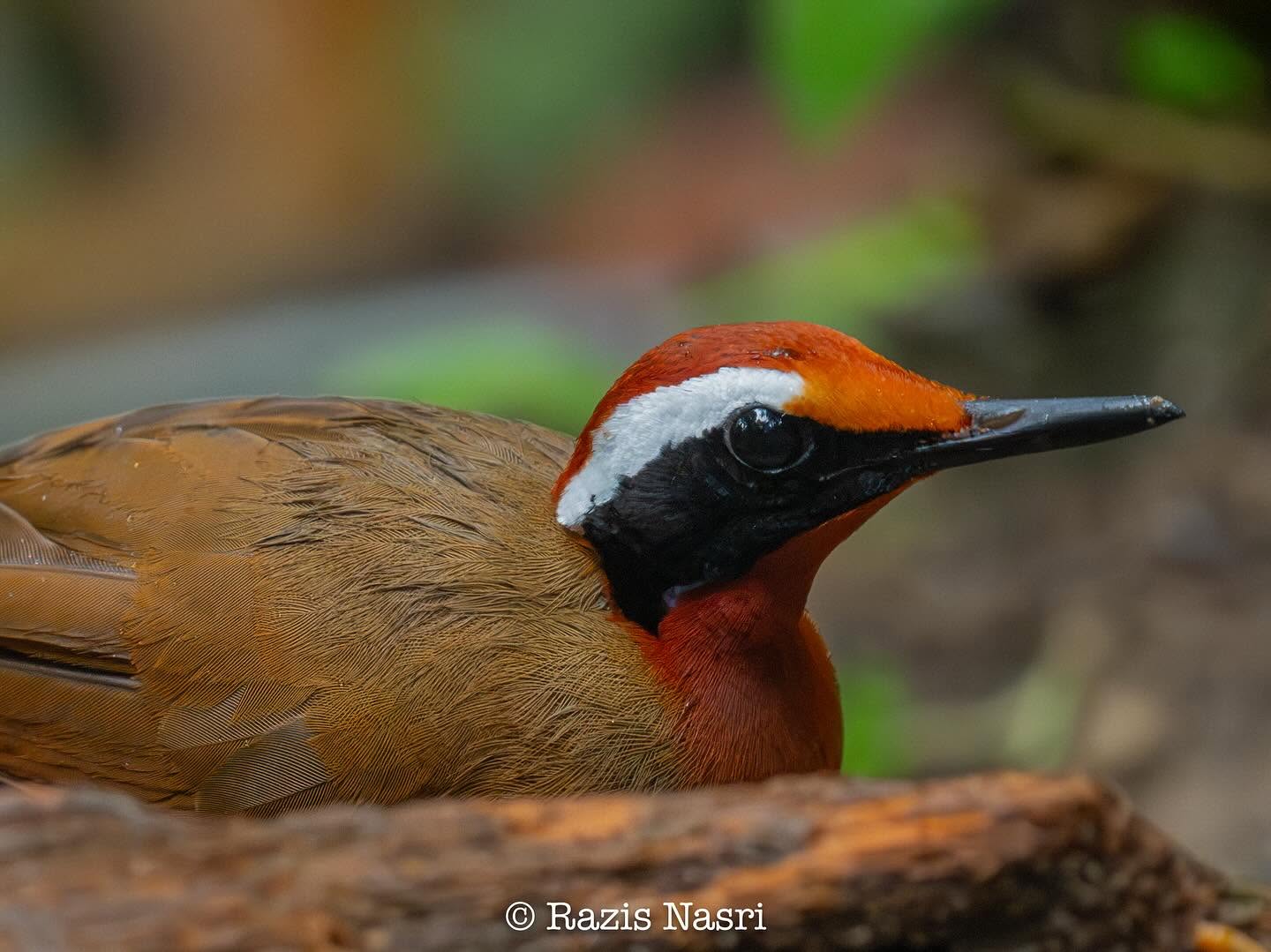 Malaysian Rail-babbler — Borneo wildlife, book, free download, jungle tour, bird, bird tour