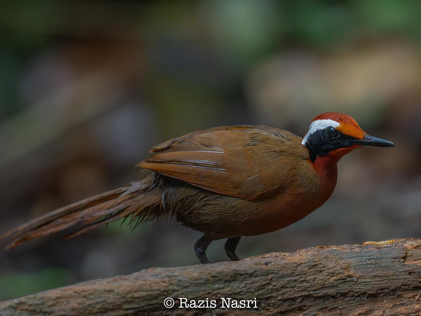 Malaysian Rail-babbler — Borneo wildlife, book, free download, jungle tour, bird, bird tour