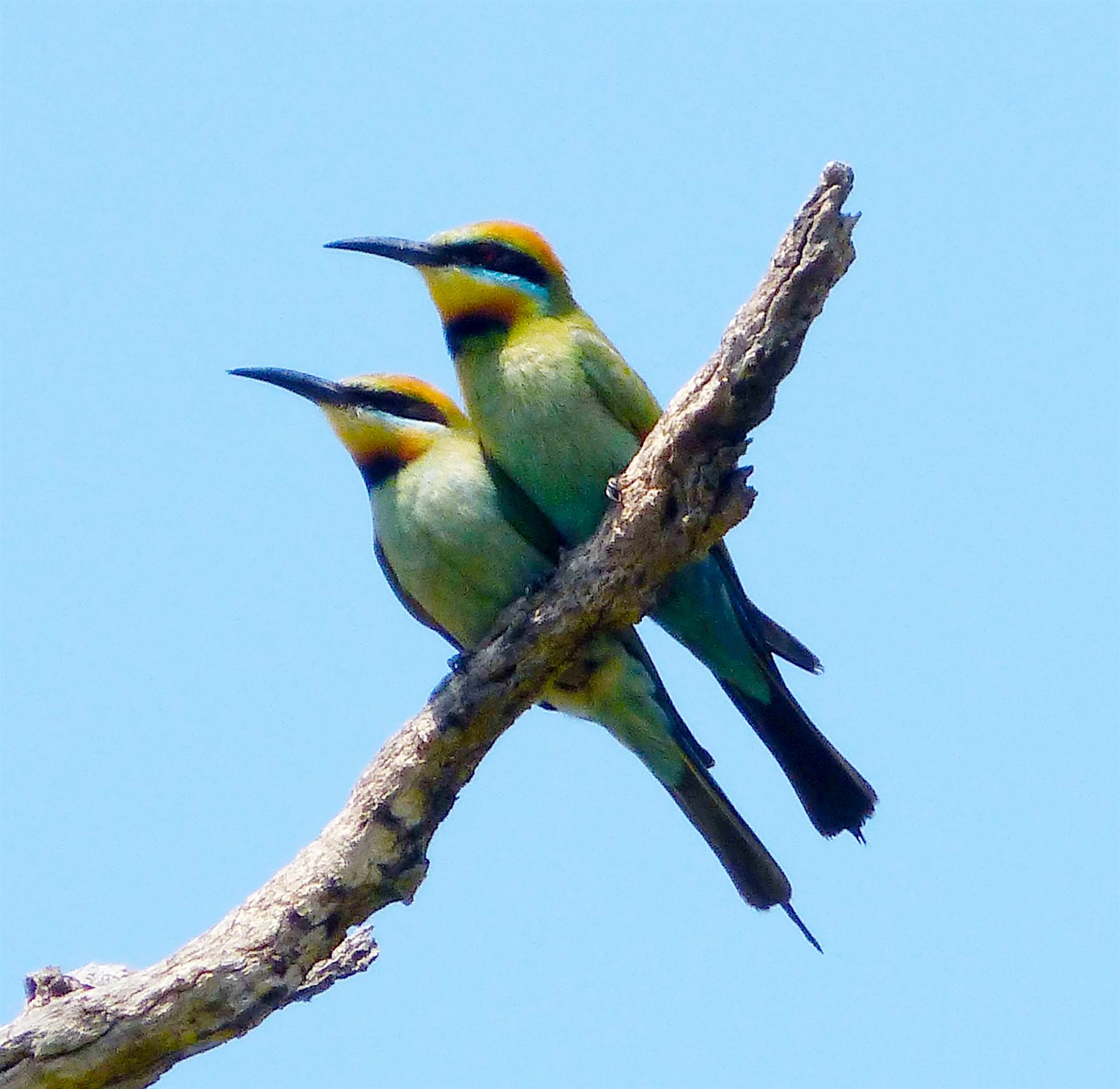 Rainbow Bee-eater — Borneo wildlife, book, free download, jungle tour, bird, bird tour