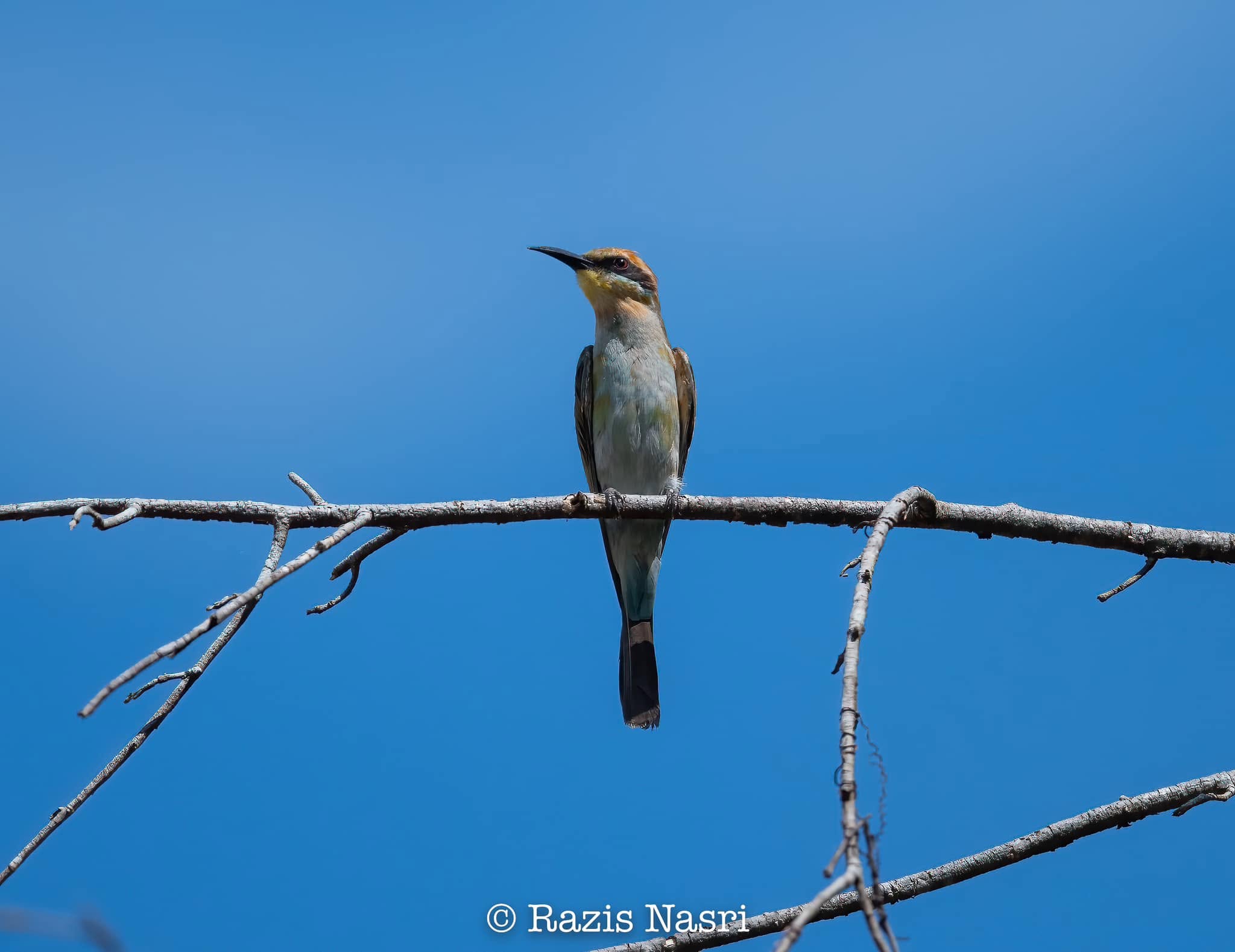Rainbow Bee-eater — Borneo wildlife, book, free download, jungle tour, bird, bird tour