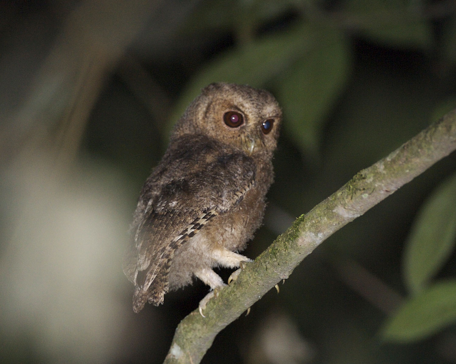 Rajah Scops-Owl — Borneo wildlife, book, free download, jungle tour, bird, bird tour