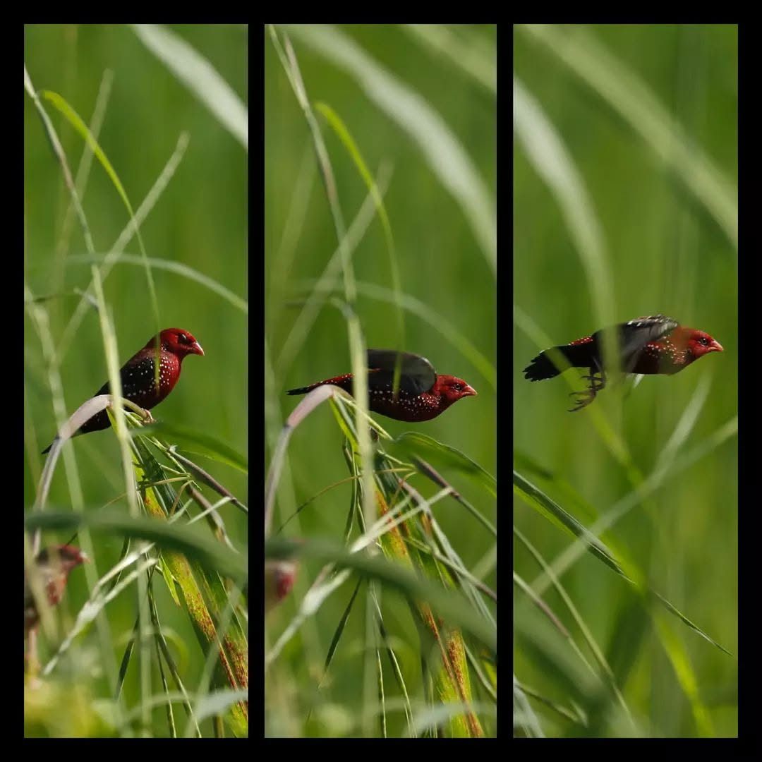 Red Avadavat — Borneo wildlife, book, free download, jungle tour, bird, bird tour