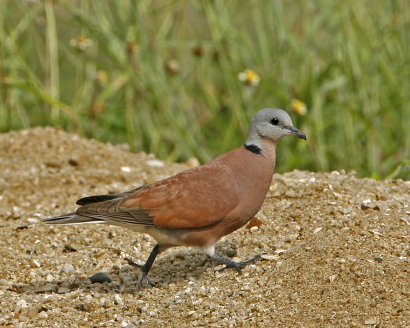 Red Collared-Dove — Borneo wildlife, book, free download, jungle tour, bird, bird tour
