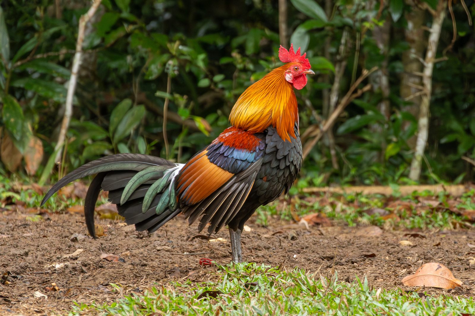 Red Junglefowl — Borneo wildlife, book, free download, jungle tour, bird, bird tour