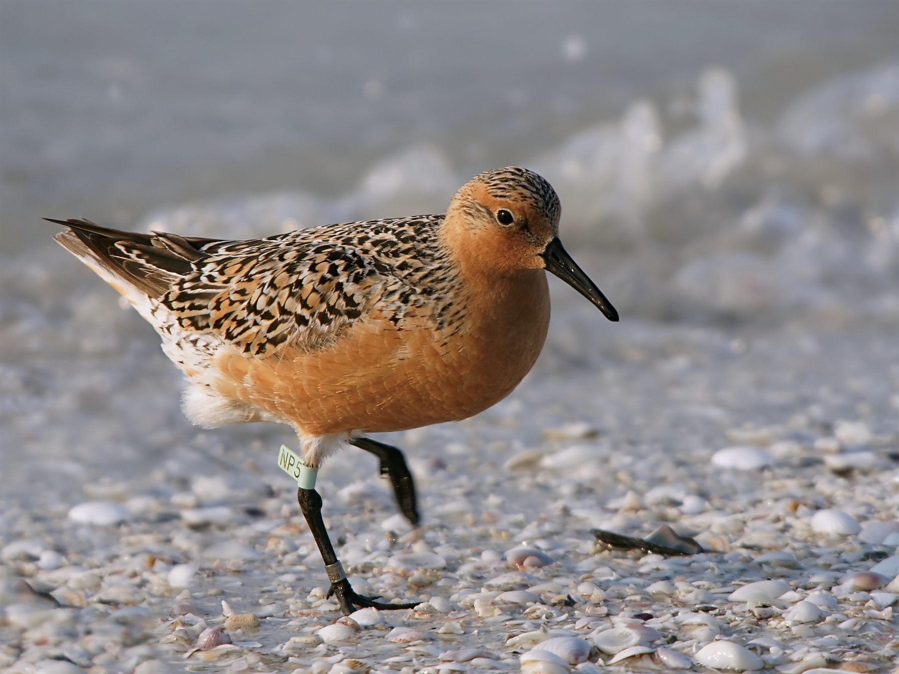 Red Knot — Borneo wildlife, book, free download, jungle tour, bird, bird tour
