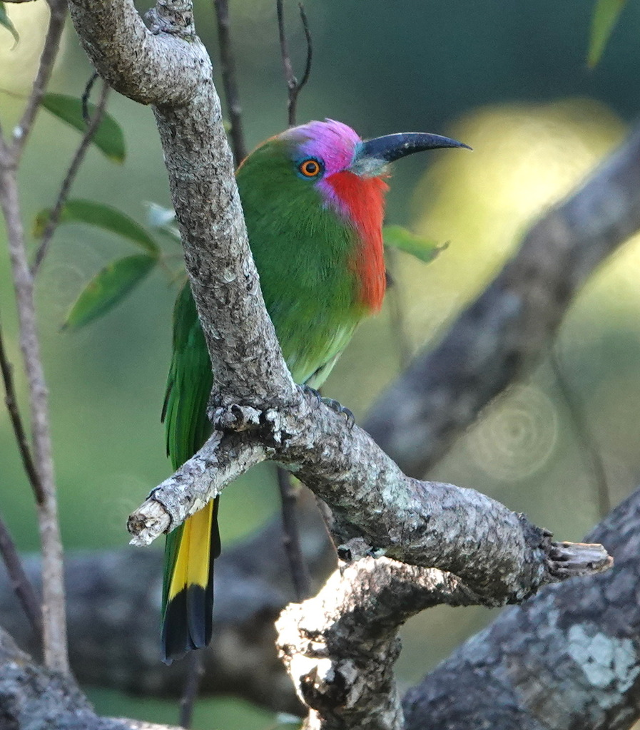 Red-bearded Bee-eater — Borneo wildlife, book, free download, jungle tour, bird, bird tour
