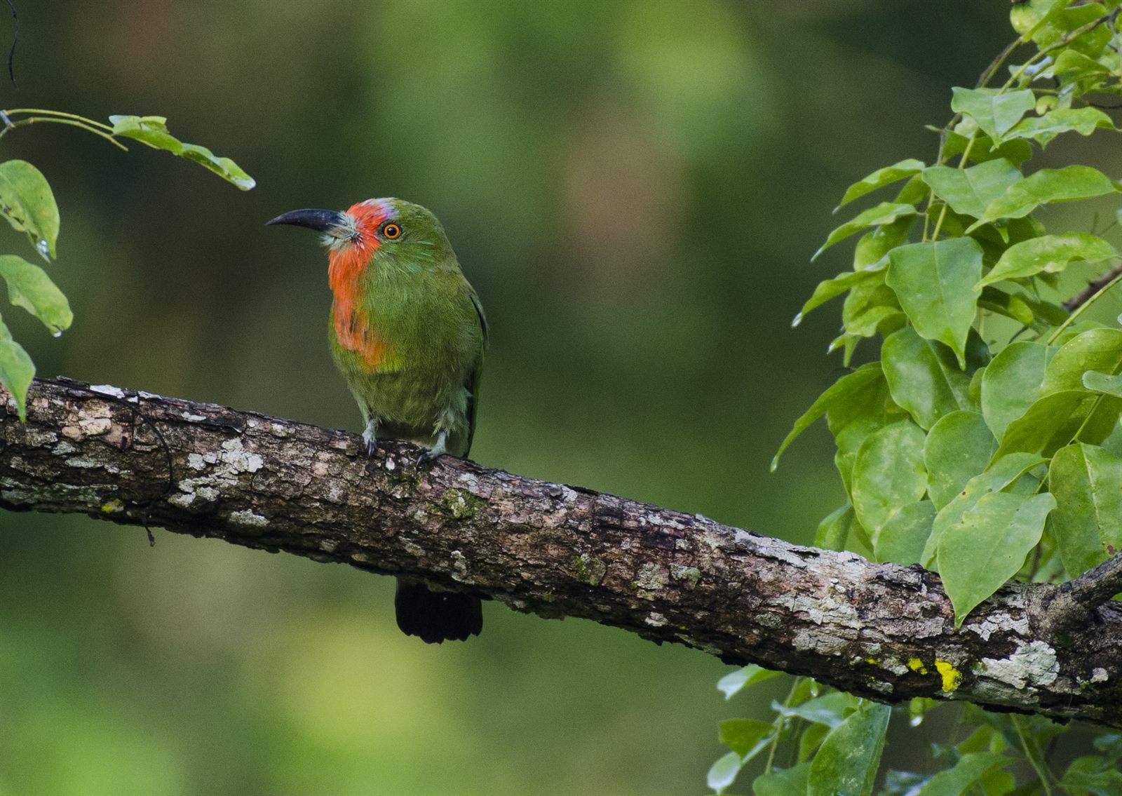 Red-bearded Bee-eater — Borneo wildlife, book, free download, jungle tour, bird, bird tour