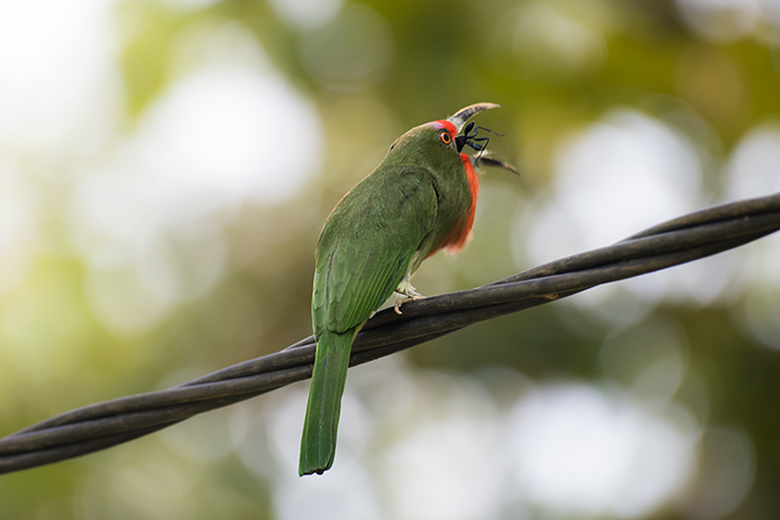 Red-bearded Bee-eater — Borneo wildlife, book, free download, jungle tour, bird, bird tour