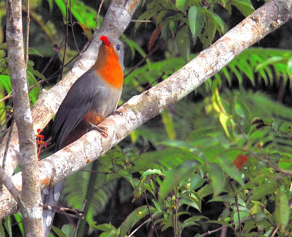 Red-billed Malkoha — Borneo wildlife, book, free download, jungle tour, bird, bird tour